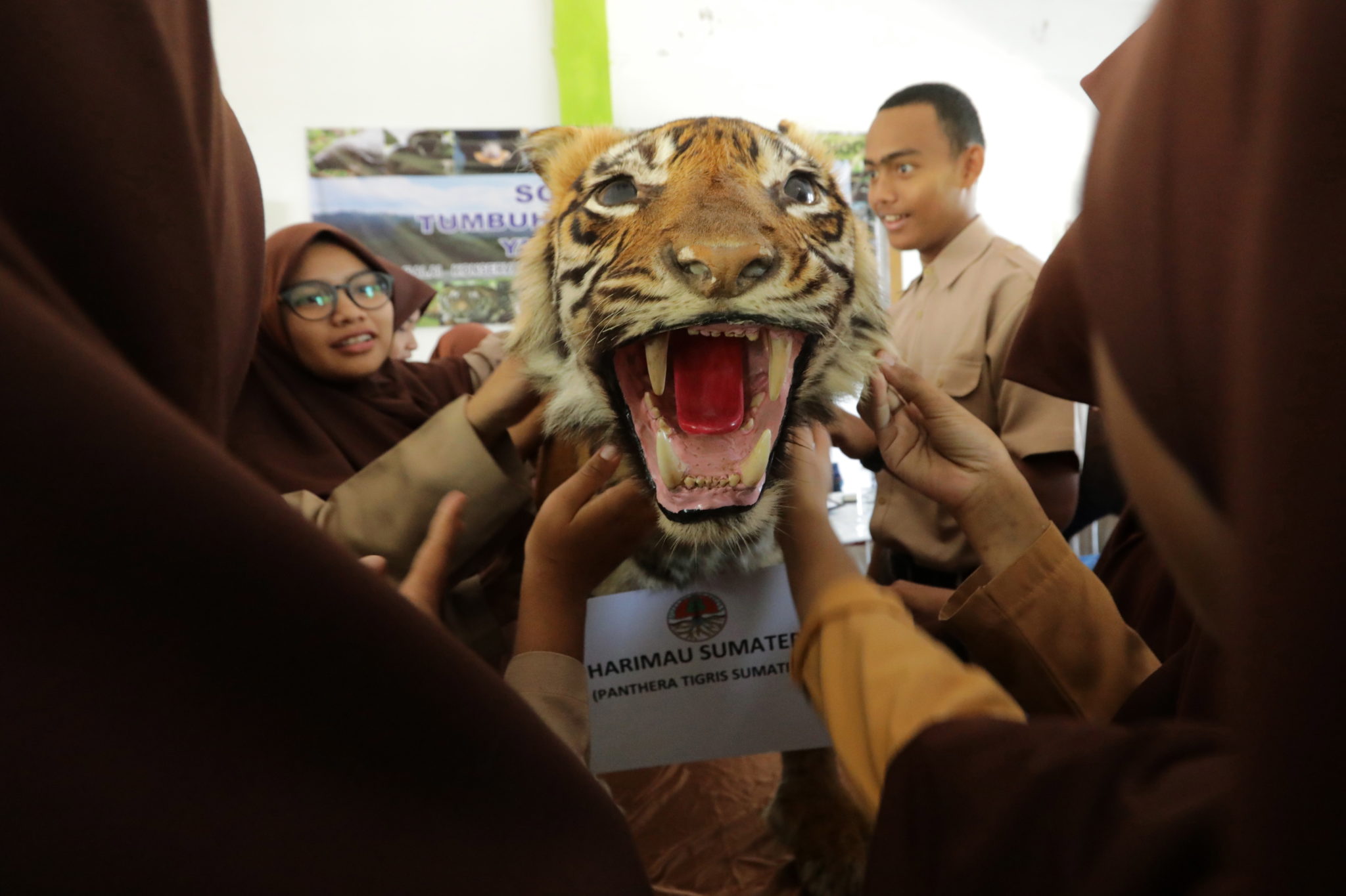 INDONEZJA: Uczniowie uczą się o ochronie środowiska i faunie swojego kraju, korzystając z takich pomocy jak model tygrysa. sumatryjskiego. fot. EPA/HOTLI SIMANJUNTAK 
