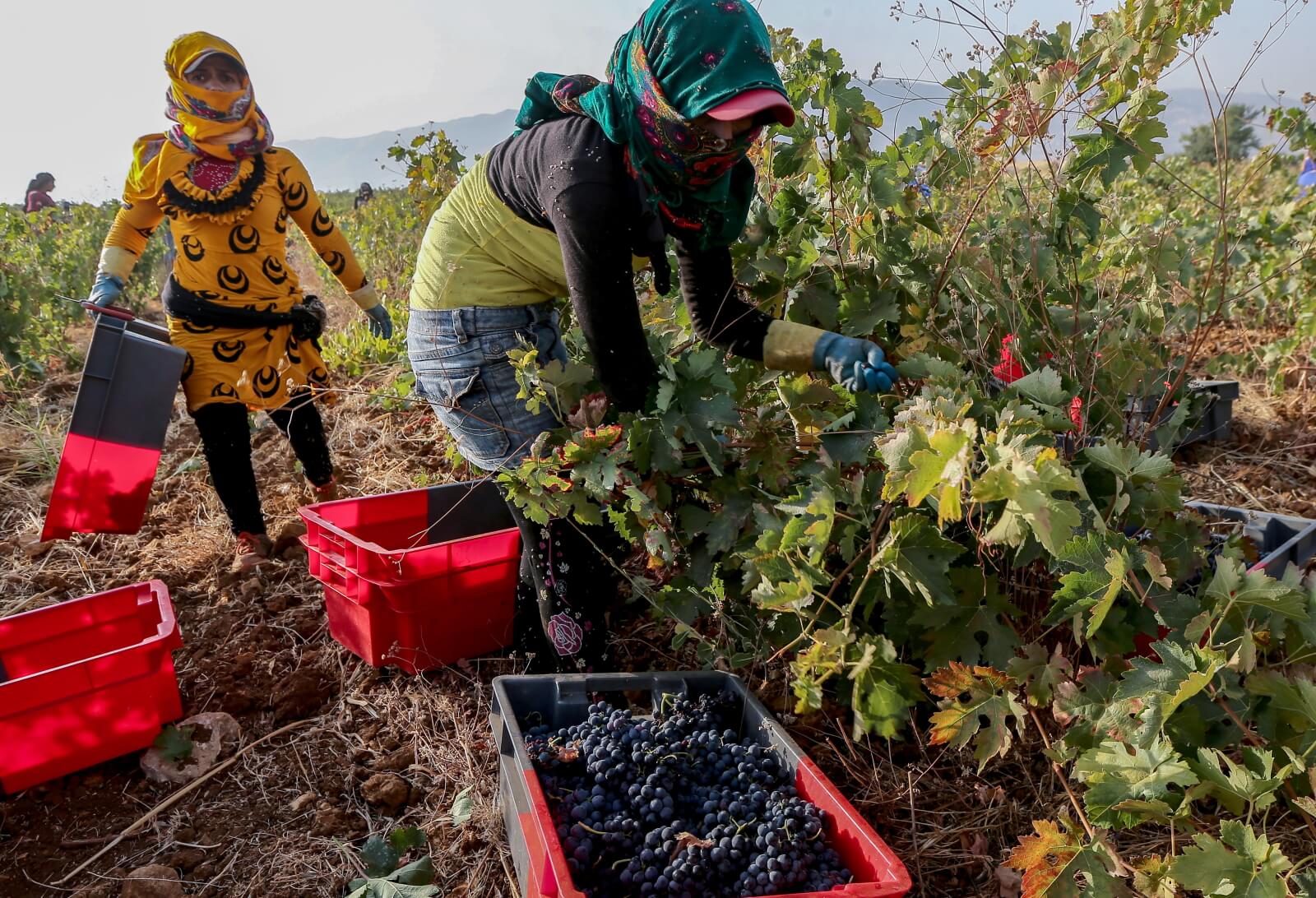 Produkcja wina w Lebanonie fot. EPA/NABIL MOUNZER