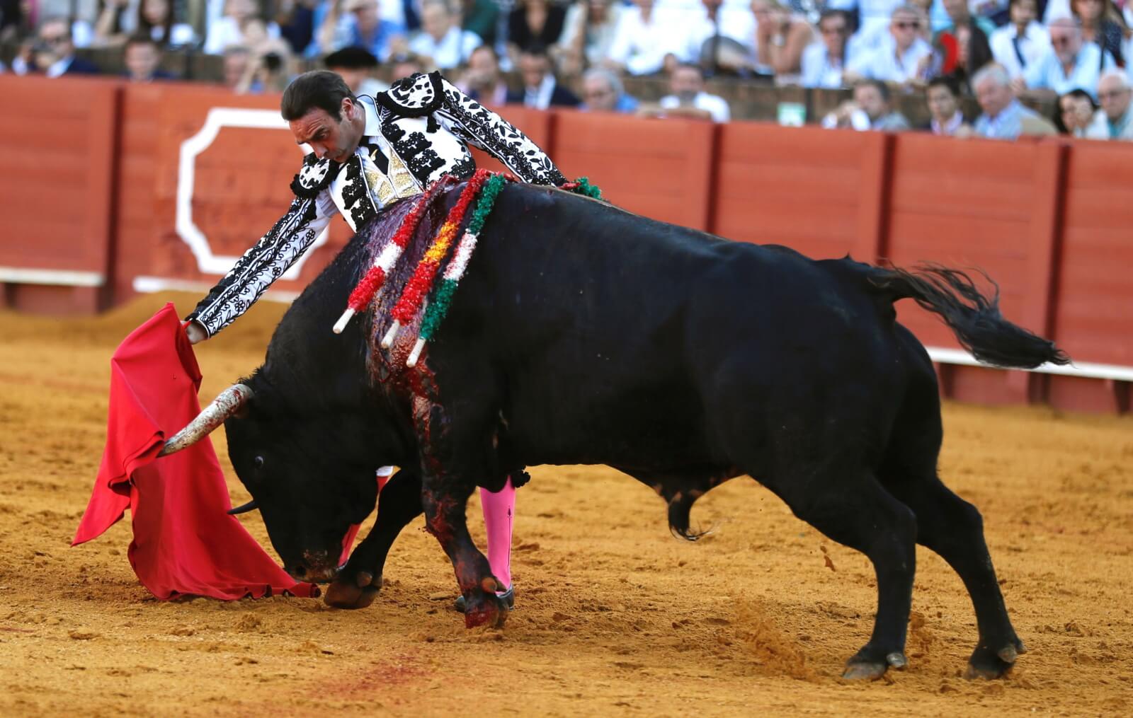 Tradycyjna hiszpańska corrida fot. EPA/Jose Manuel Vide

