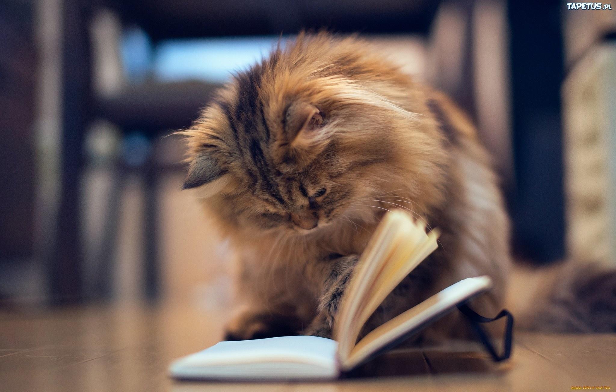 kot książkia