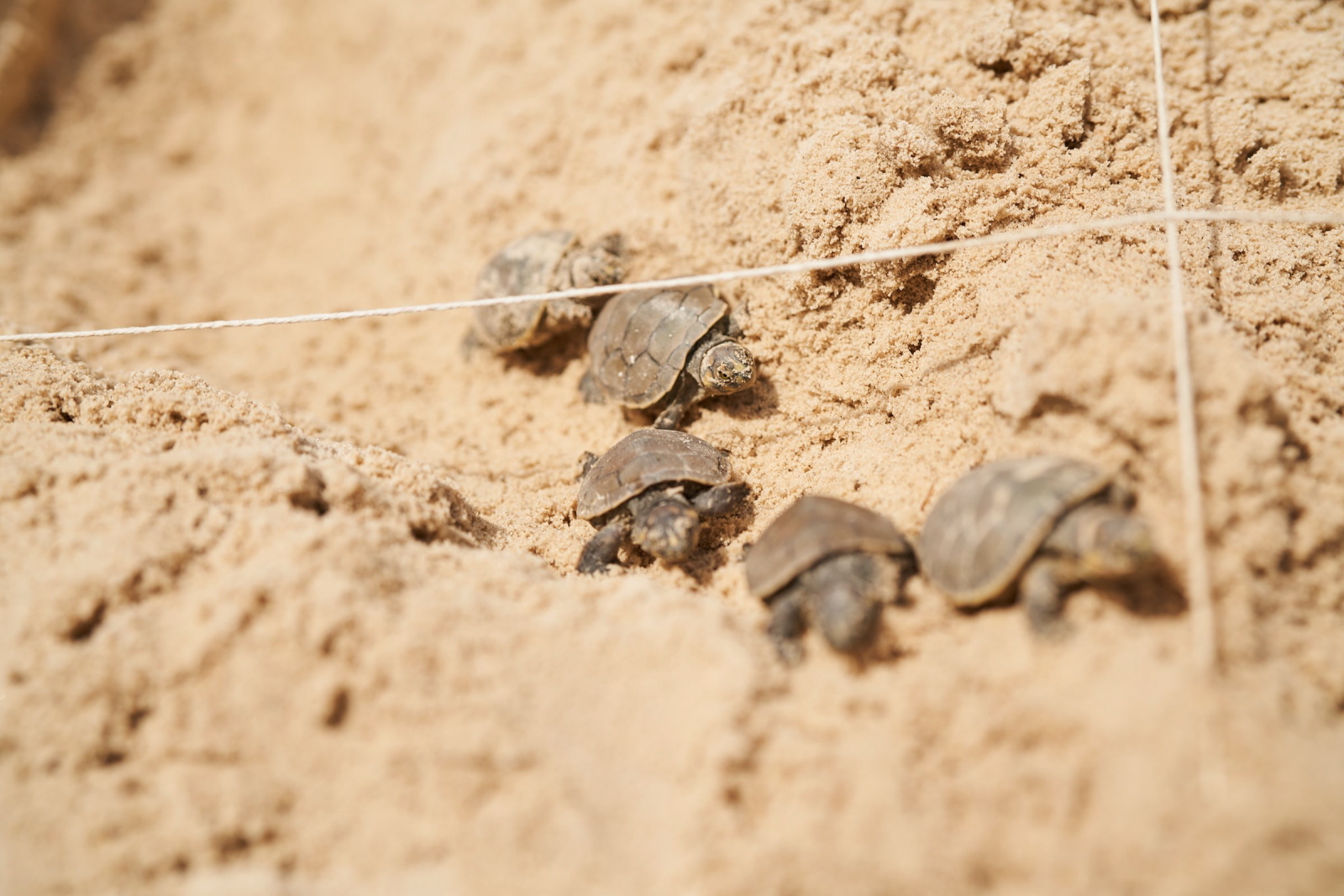Młode żółwie w Peru Fot. PAP/EPA/CHRISTIAN UGARTE