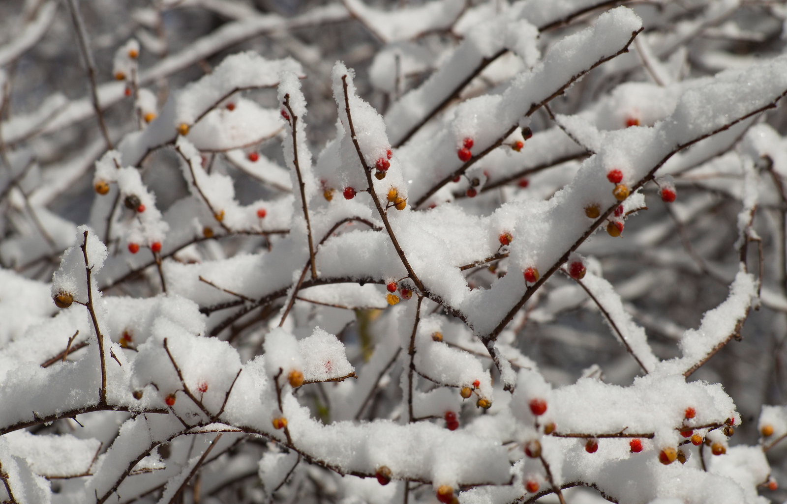 Zima w Newton, Massachusetts, USA Fot. PAP/EPA/CJ GUNTHER