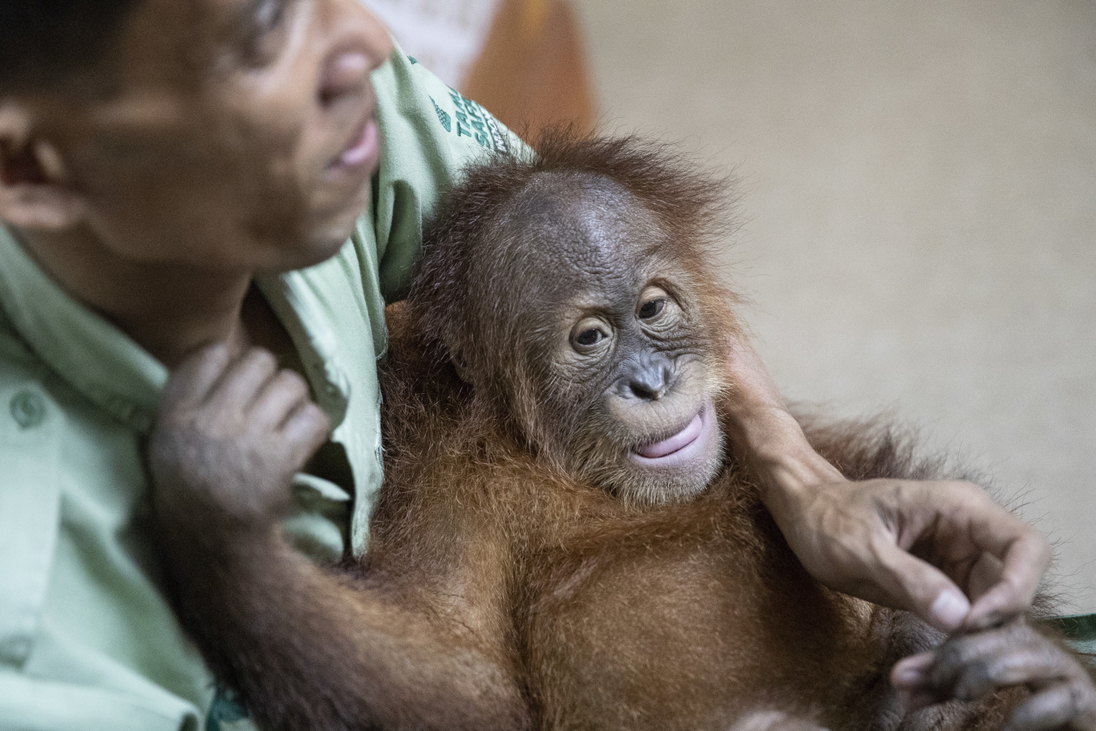 Młody orangutan fot.  EPA/MADE NAGI 