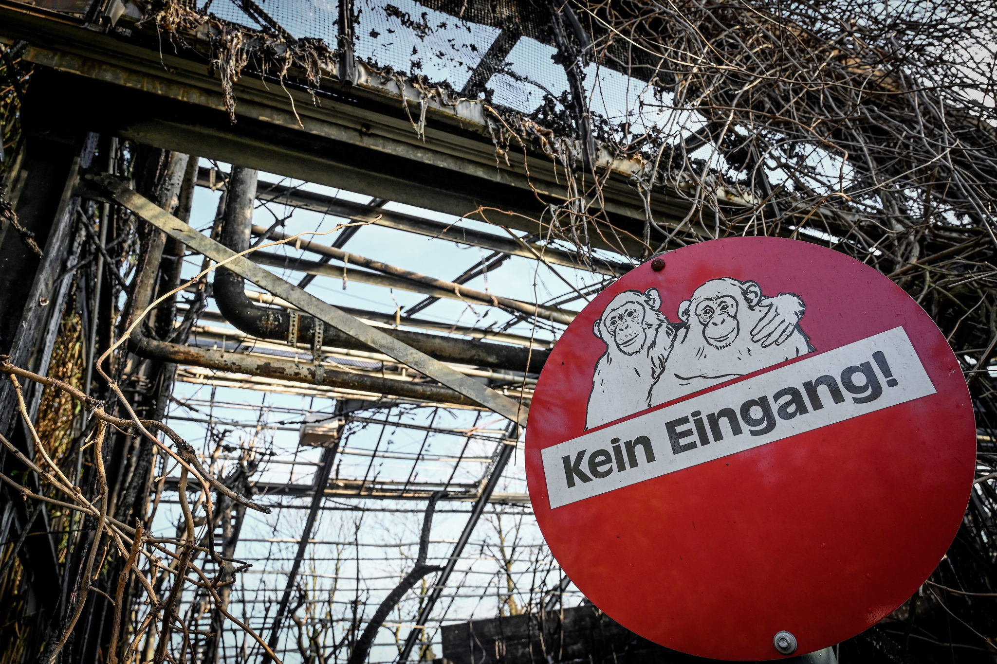 Tragiczny pożar zoo w niemieckim mieście Krefeld. W sylwestrową noc spłonęły pomieszczenia i wybiegi dla małp człekokształtnych w miejscowym ogrodzie zoologicznym. W płomieniach zginęło ponad 30 zwierząt, fot. EPA/SASCHA STEINBACH 