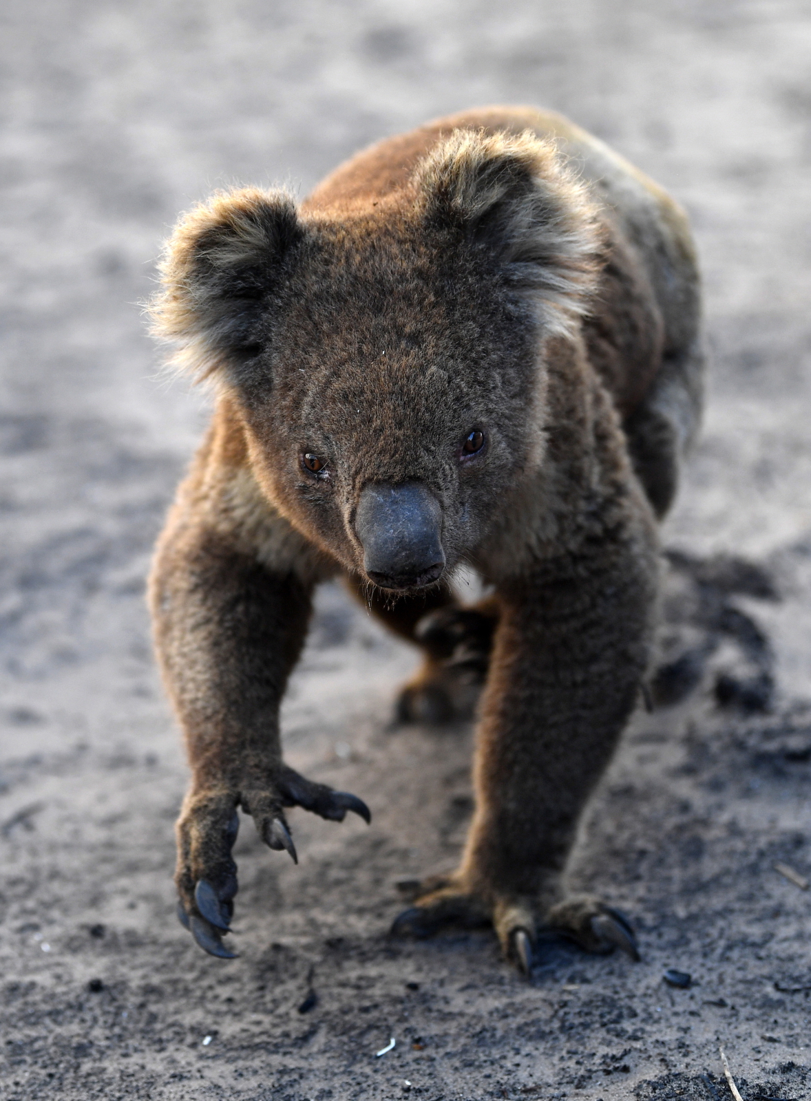 Koala z Australii fot.  EPA/DAVID MARIUZ AUSTRALIA AND NEW ZEALAND OUT 