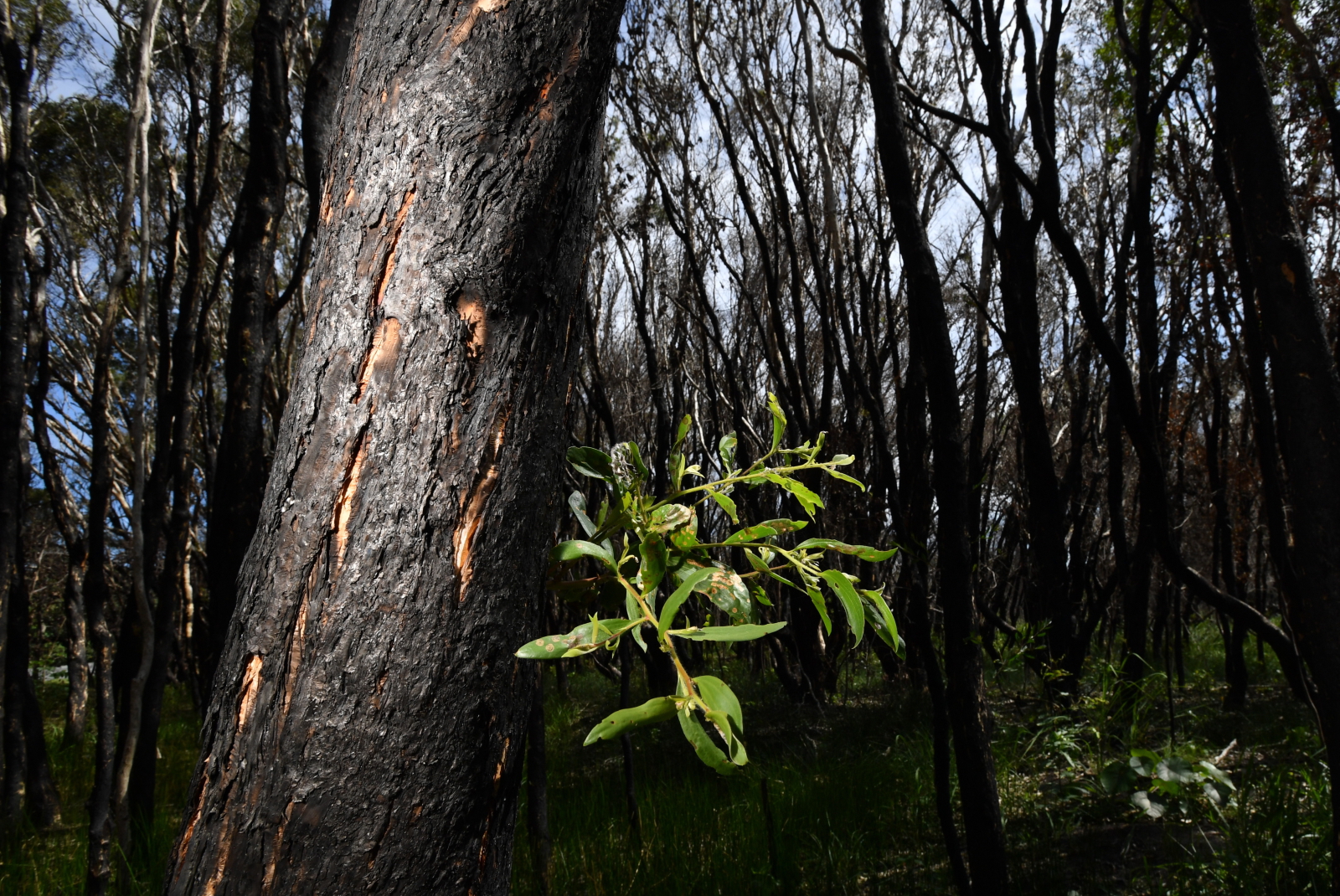 W Australii szaleją pożary, ale na ich gruzach rodzi się życie Fot. PAP/EPA/DARREN ENGLAND