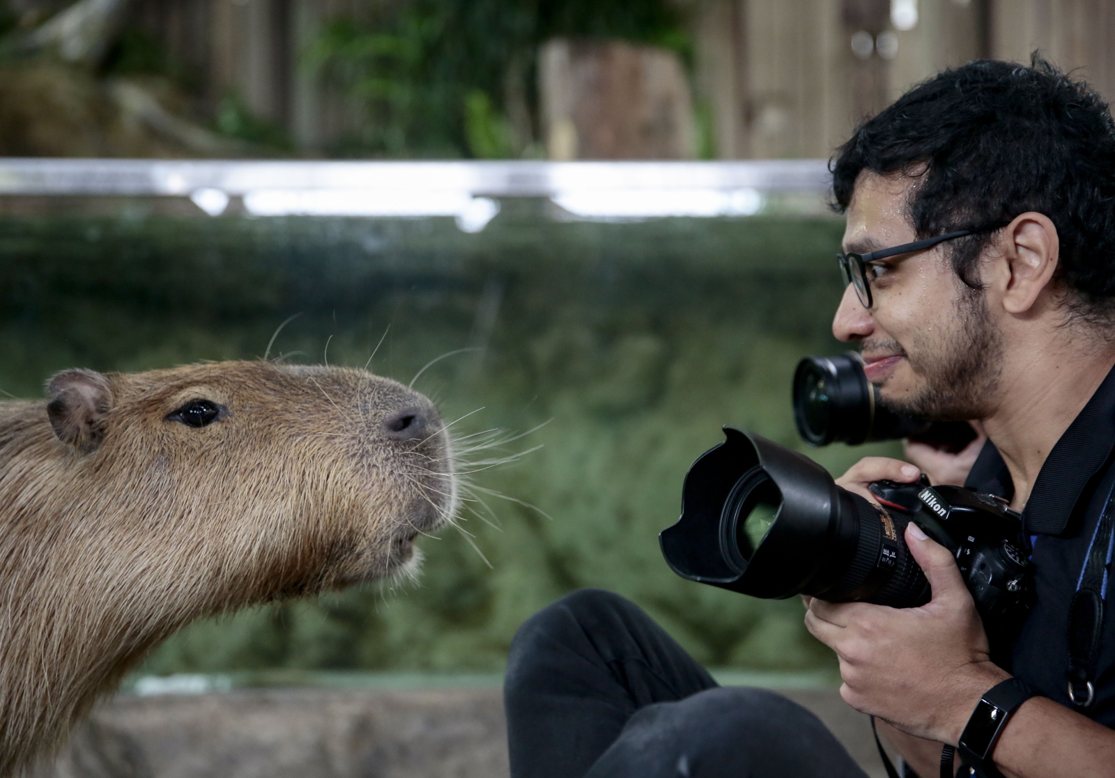 Singapur - oko w oko z Kapibarą  EPA/WALLACE WOON 
