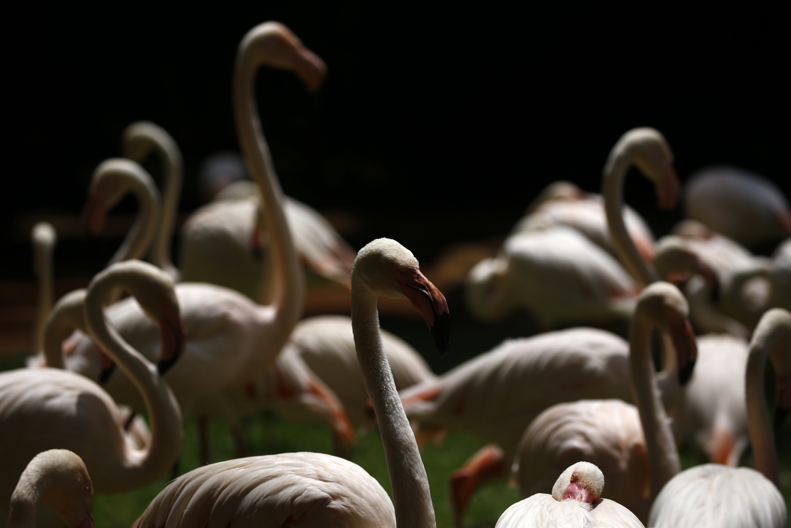 Flamingi w Joburg Zoo w Johanessburgu, RPA Fot. PAP/EPA/KIM LUDBROOK
