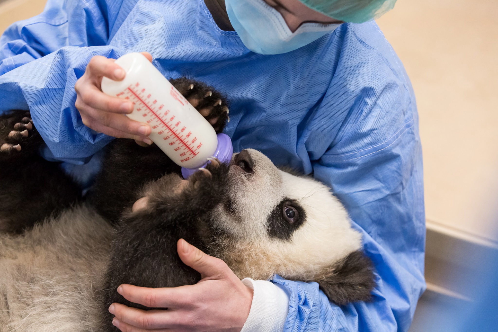 Berlińskie zoo: panda Baby Pit dokarmiana mlekiem matki z butelki, fot. EPA/Frederic Schweizer 