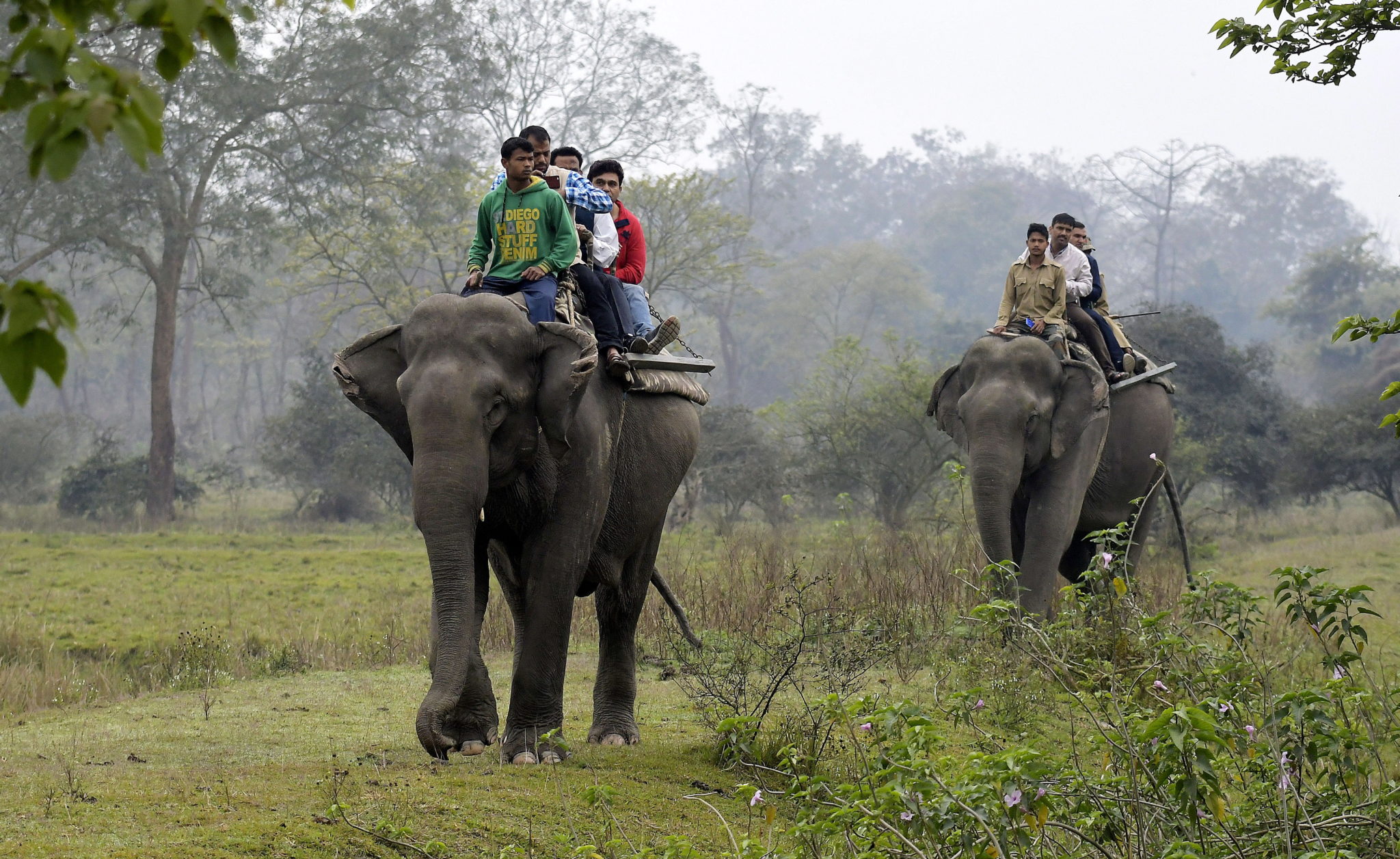 Słonie w prowincji Assam w Indiach. fot. EPA/STR 
