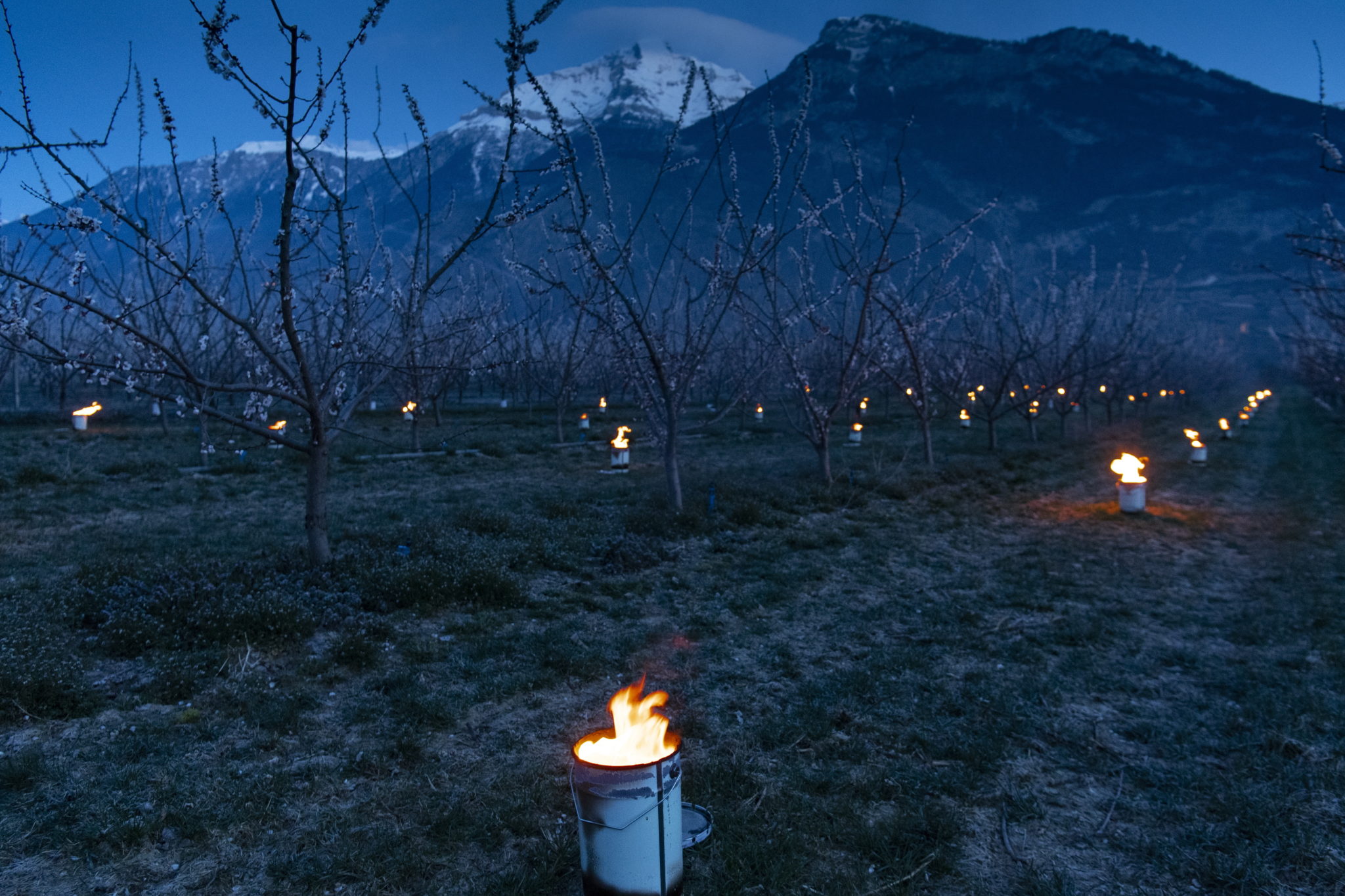 ogrzewanie drzew owocowych w szwajcarii. fot. EPA/LAURENT GILLIERON
