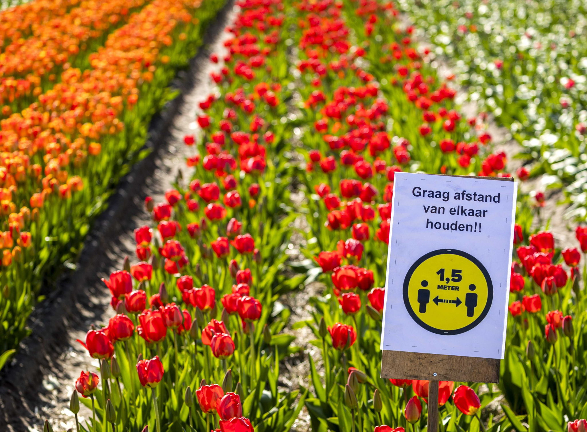 Słynne holenderskie pola tulipanów także pod restrykcjami. fot. EPA/REMKO DE WAAL 
