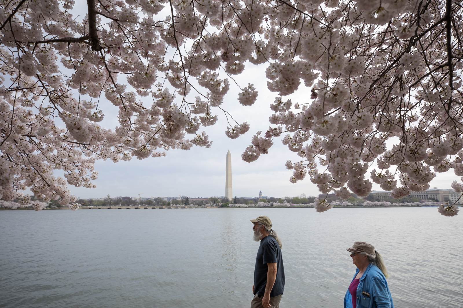 Wiosna w Waszyngtonie Fot. PAP/EPA/ERIK S. LESSER