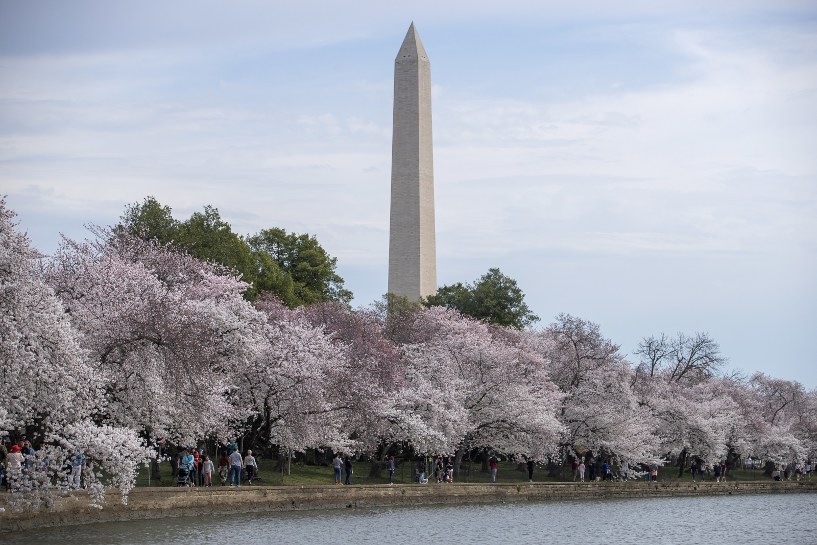 Wiosna w Waszyngtonie Fot. PAP/EPA/ERIK S. LESSER