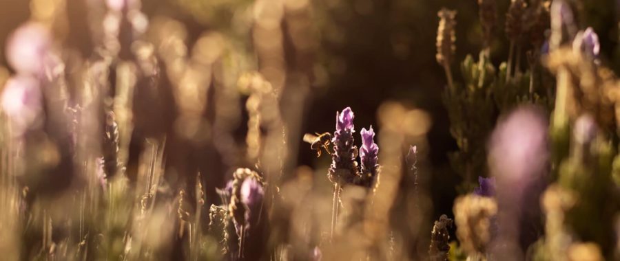 Pszczoły w RPA fot. EPA/NIC BOTHMA