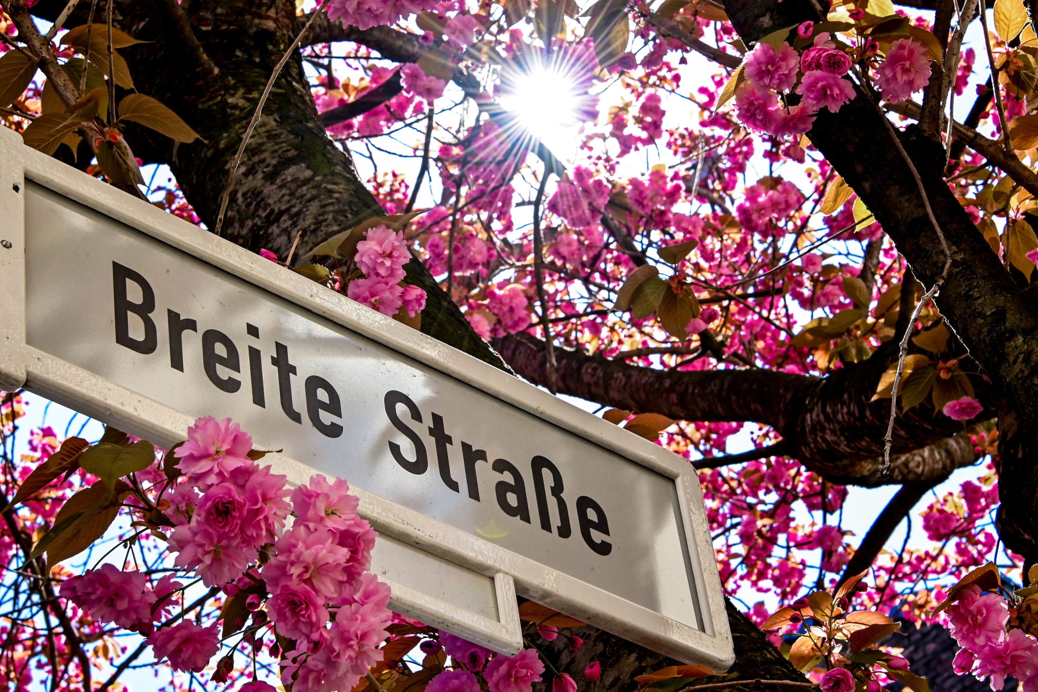 Niemcy: kwitnące drzewa w Bonn, fot. EPA/SASCHA STEINBACH