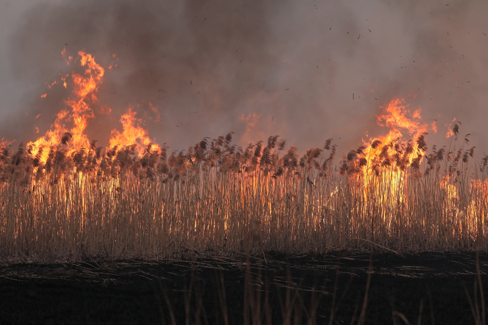 Pożar w Biebrzańskim Parku Narodowym  EPA/SASCHA STEINBACH 