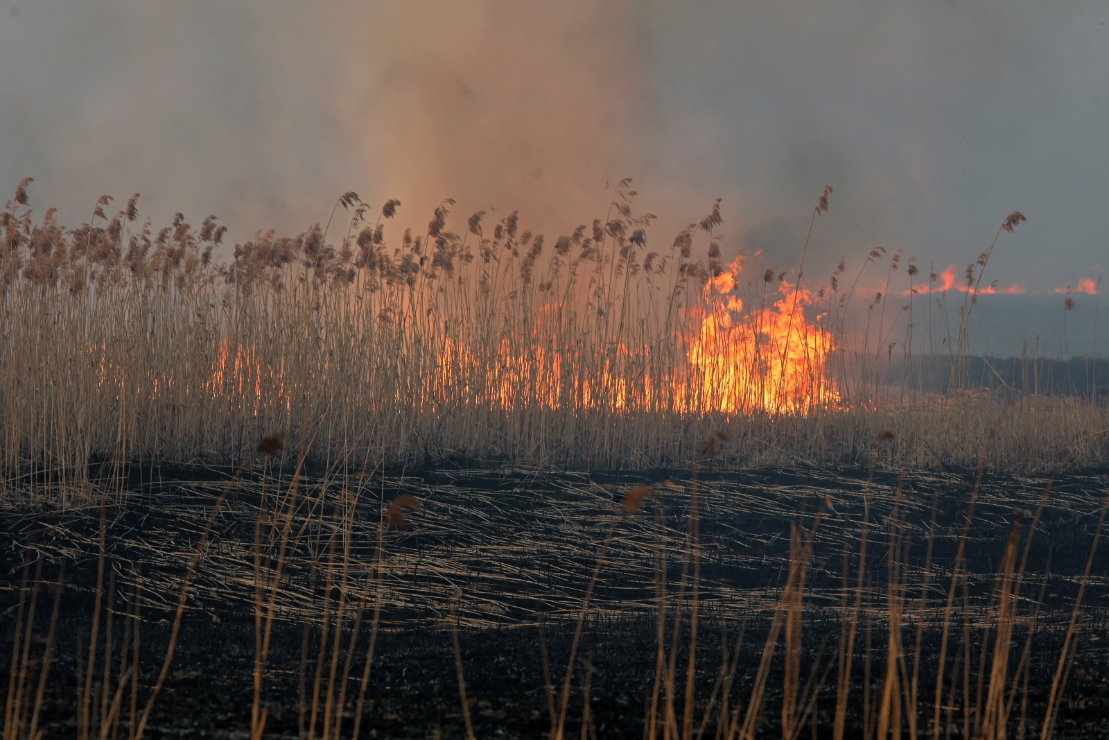 Pożar w Biebrzańskim Parku Narodowym  EPA/SASCHA STEINBACH 