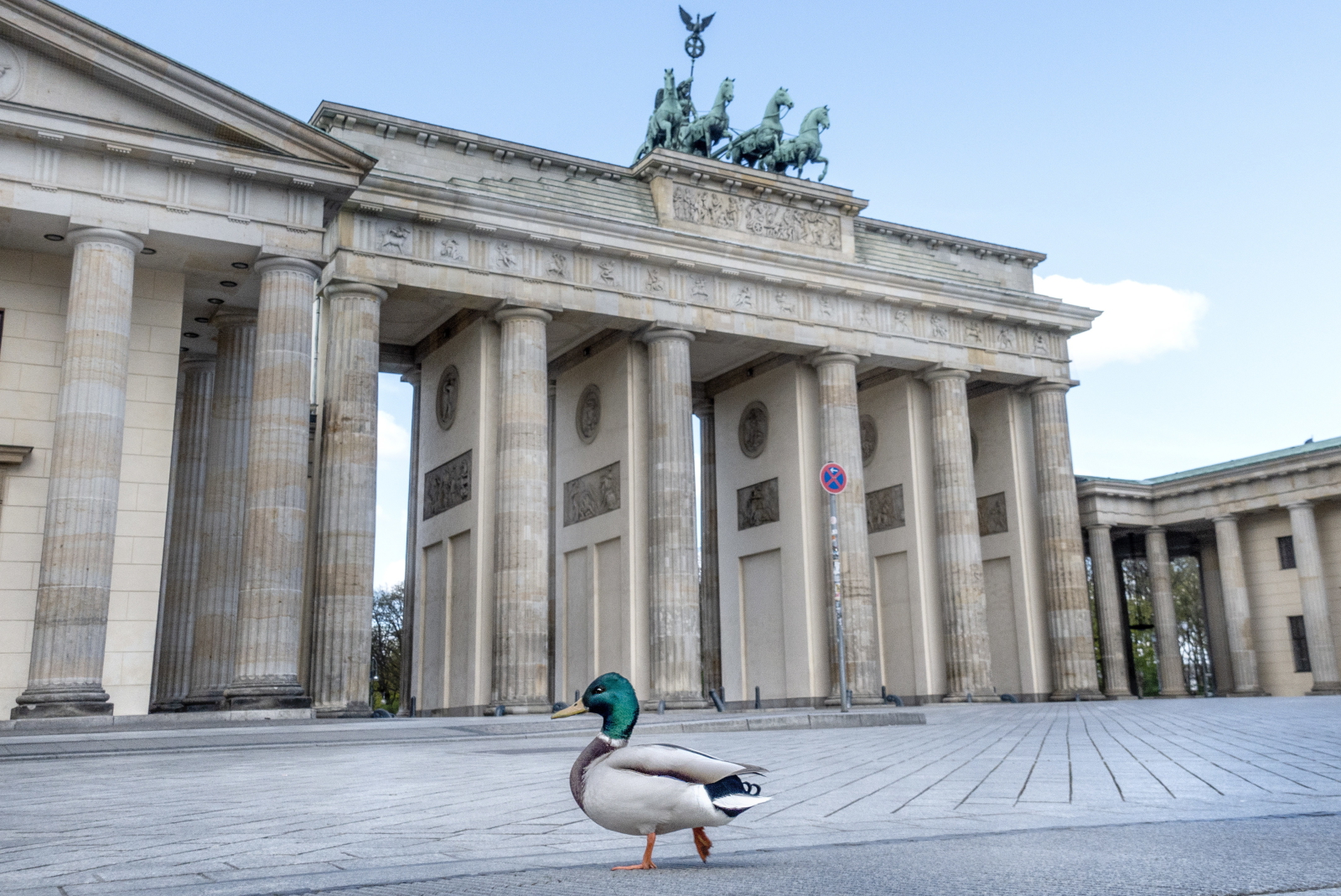 Kaczki na placu w Berlinie fot.  EPA/OMER MESSINGER 