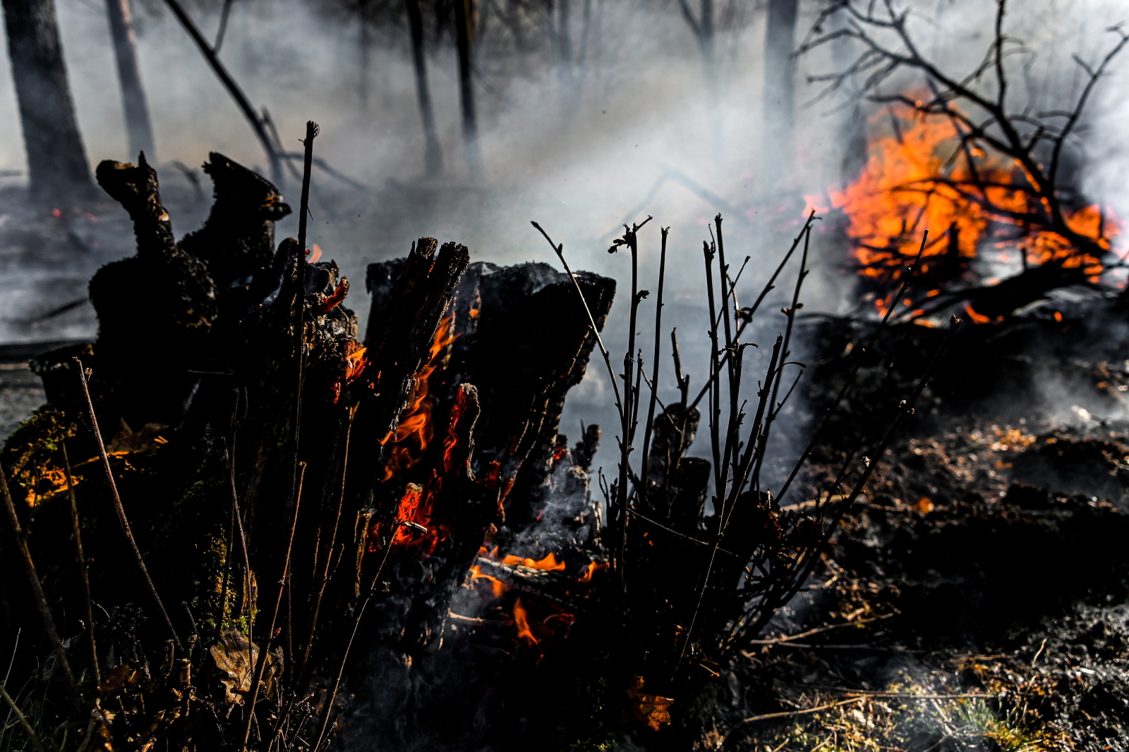 Pożary lasów w Niemczech i w Holandii  EPA/SASCHA STEINBACH 