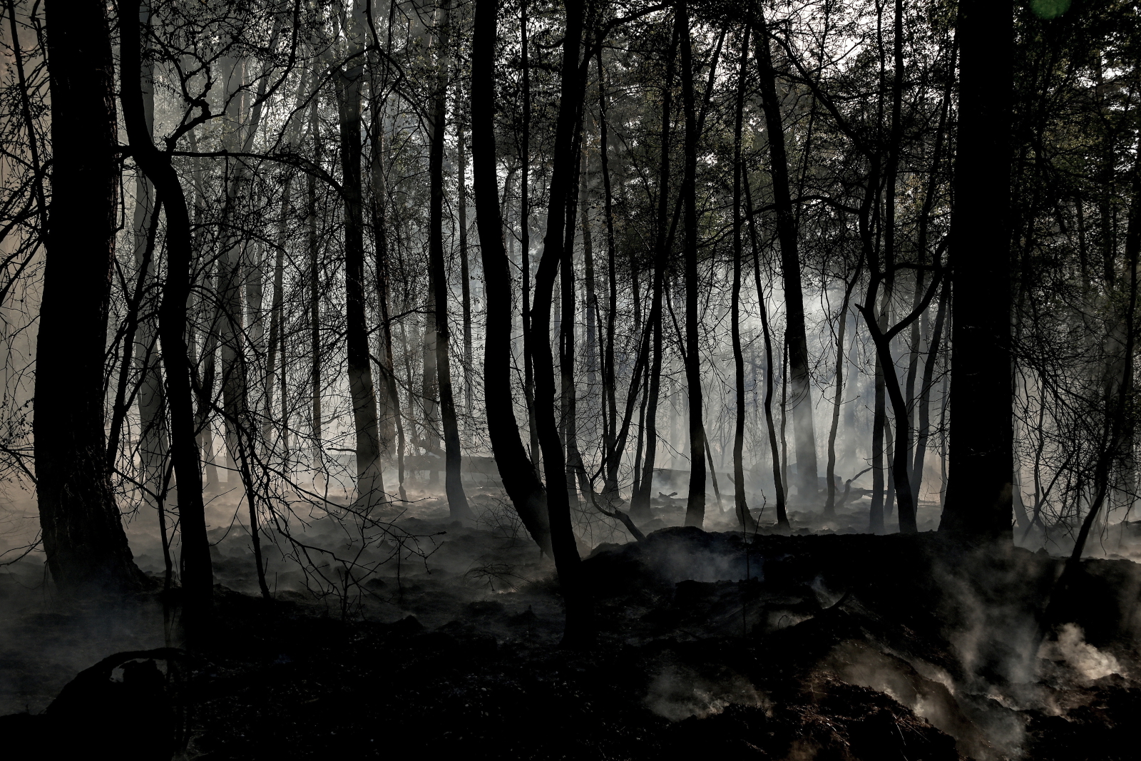 Spalony las w Niemczech EPA/SASCHA STEINBACH 