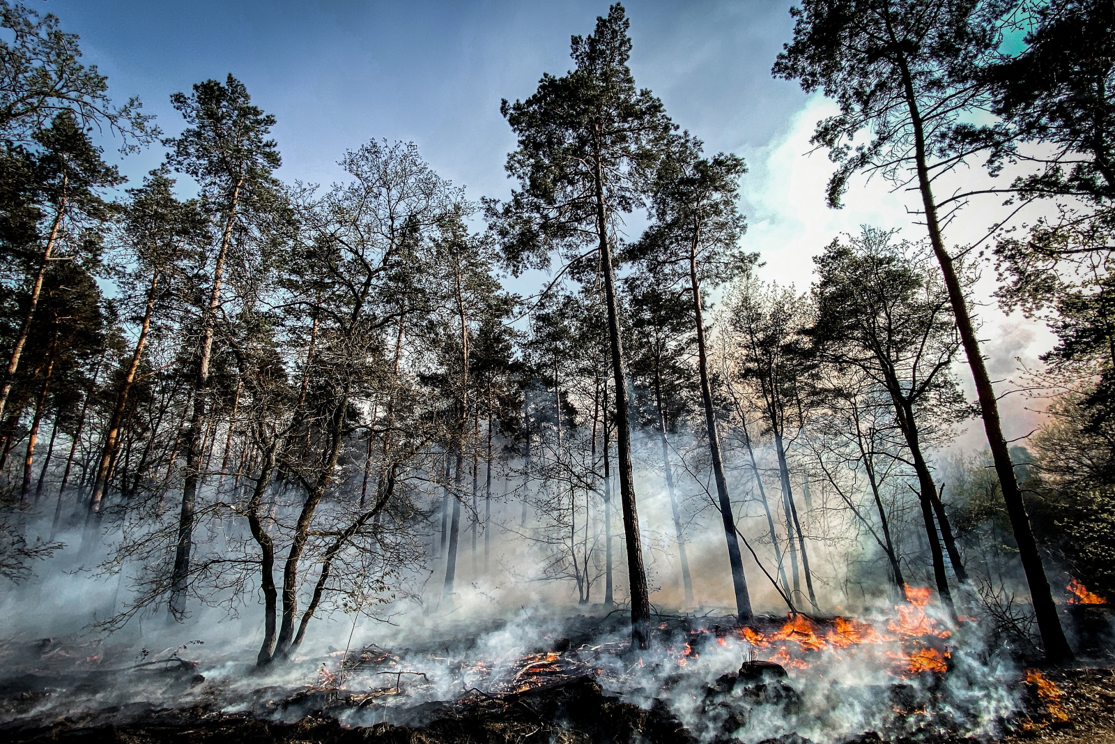 Pożary lasów w Niemczech i w Holandii EPA/SASCHA STEINBACH 