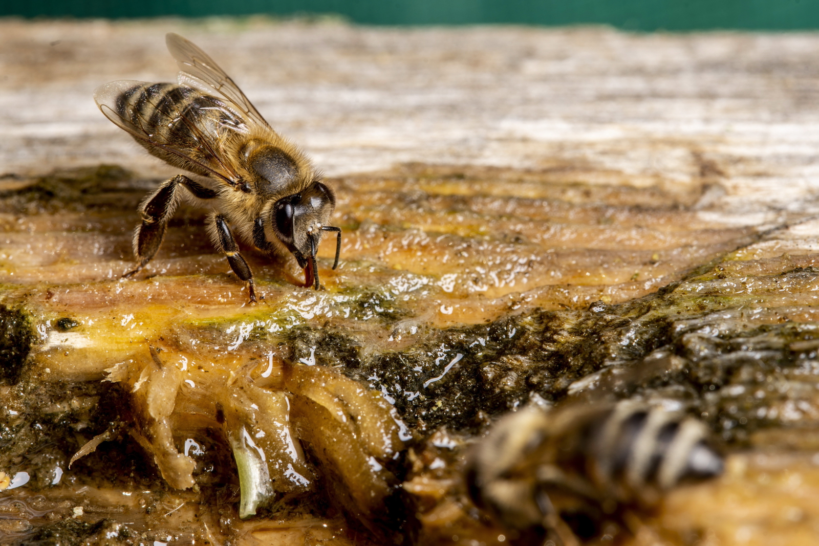 PSzczoły na Węgrzech fot. EPA/TIBOR ROSTA 