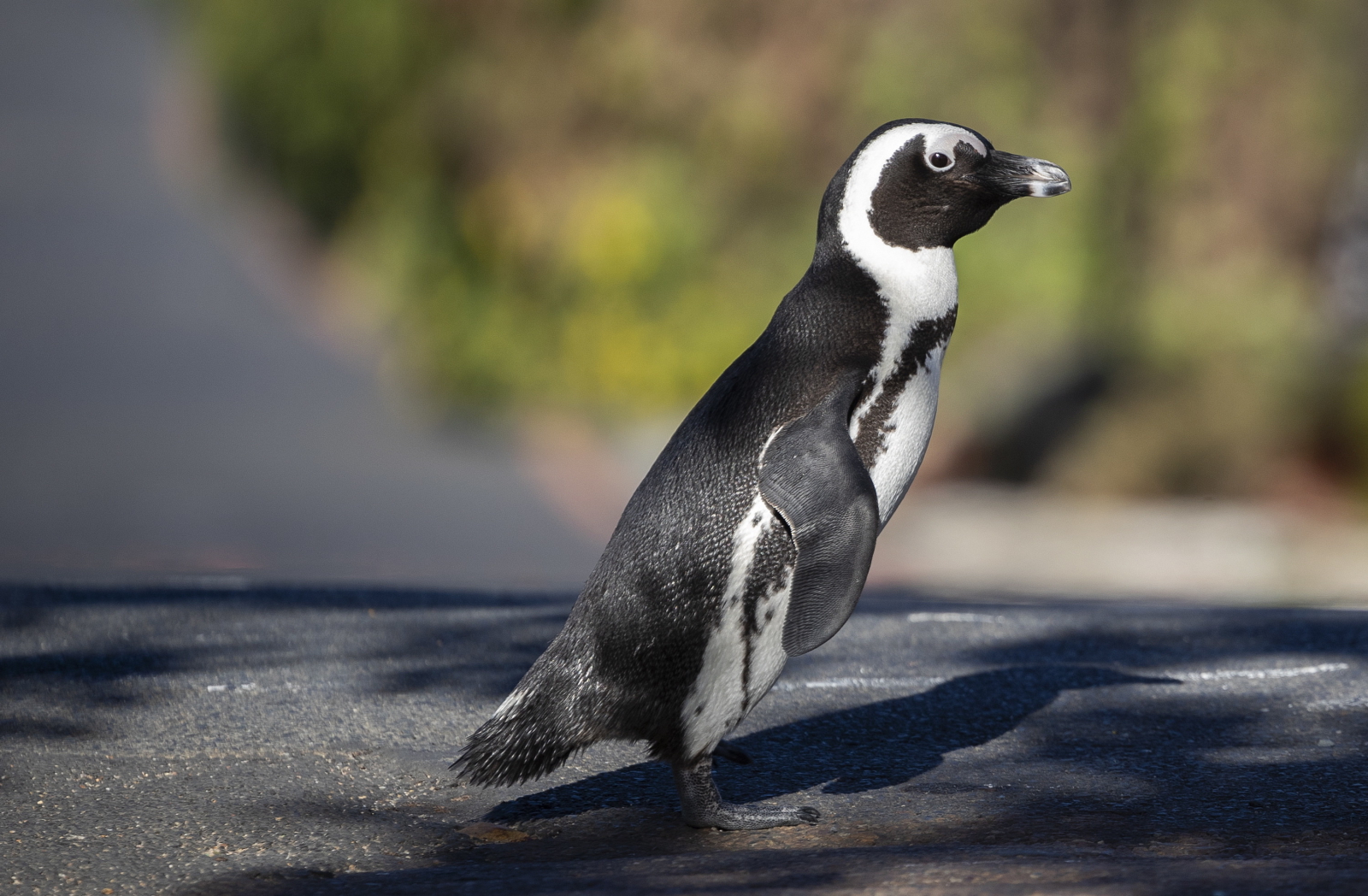 Dziś dzień pingwina fot. EPA/NIC BOTHMA 