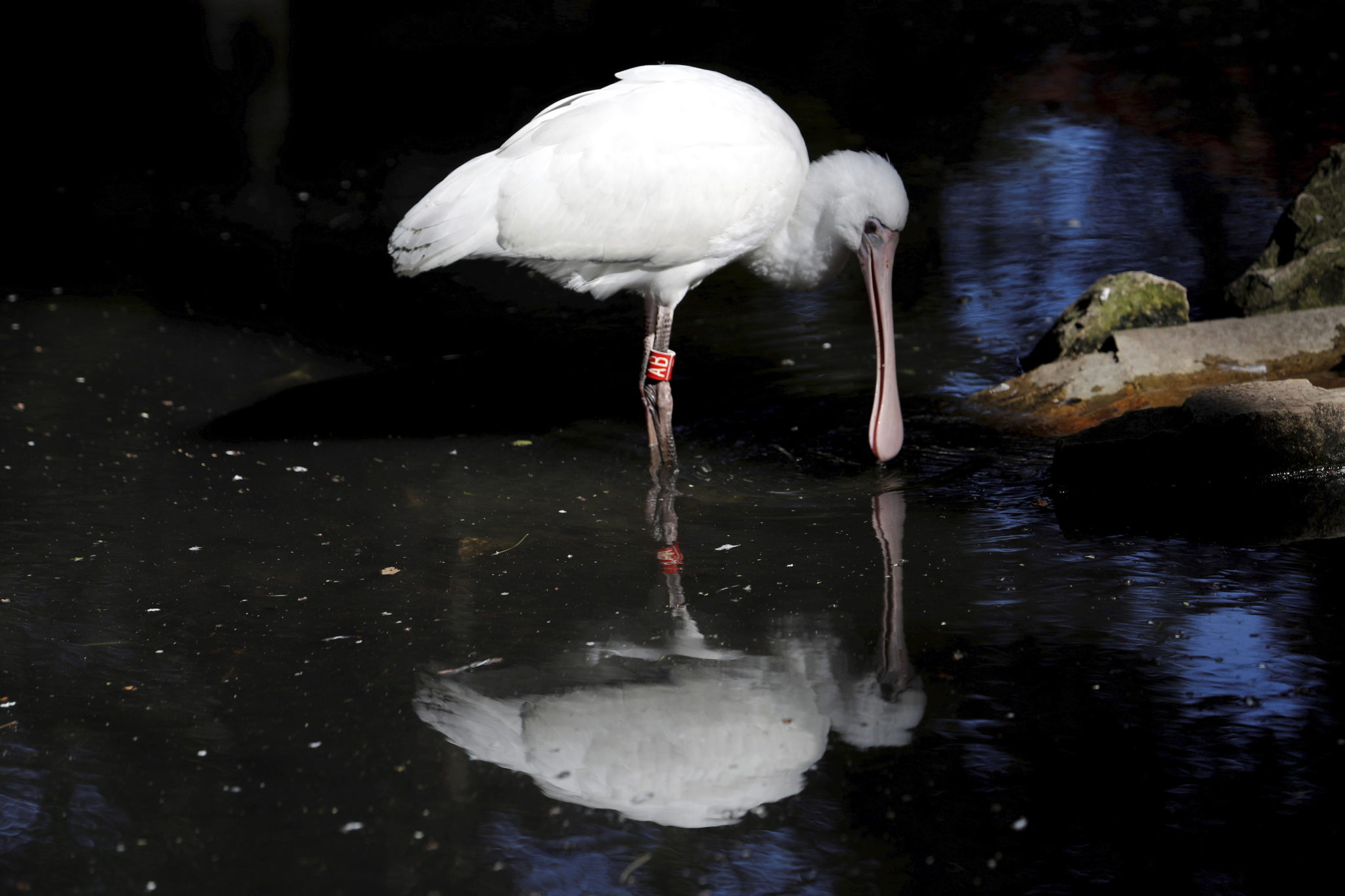 Afrykański pelikan w litewskim zoo. Fot. EPA/TOMS KALNINS 