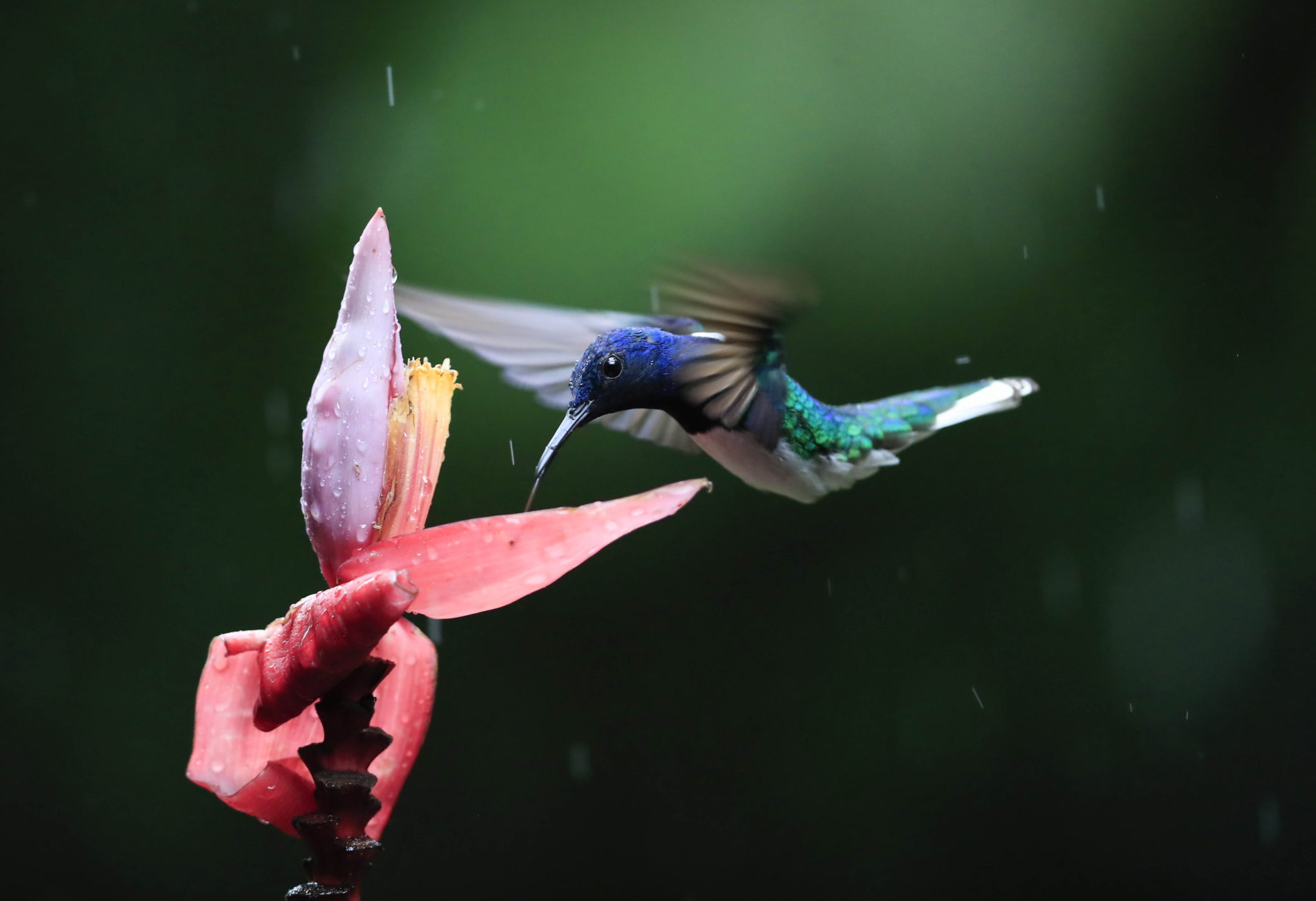 Kostaryka: piękno przyrody. fot. EPA/Jeffrey Arguedas