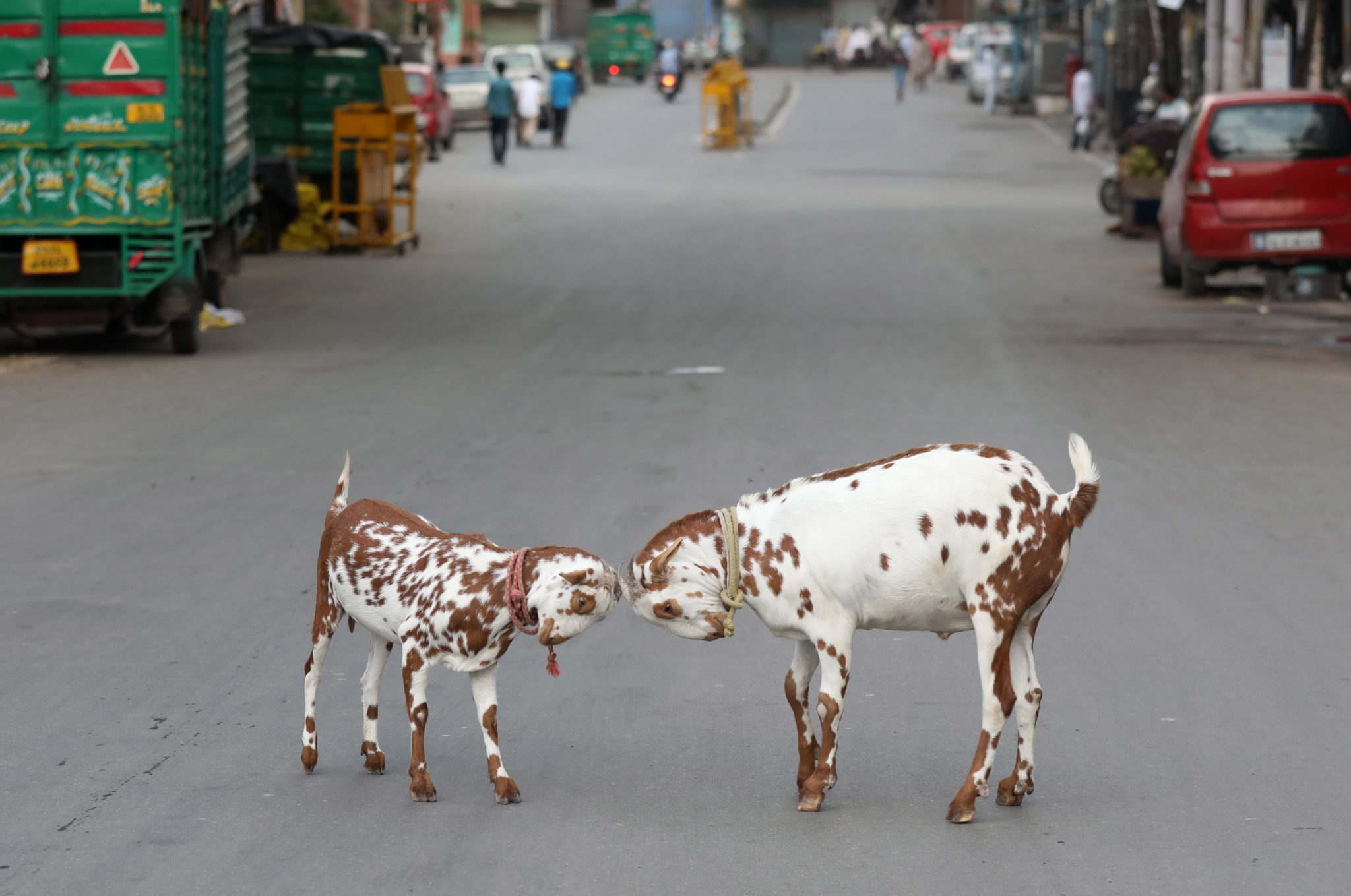 Indie, Dehli i kozy na ulicy, fot. EPA/RAJAT GUPTA