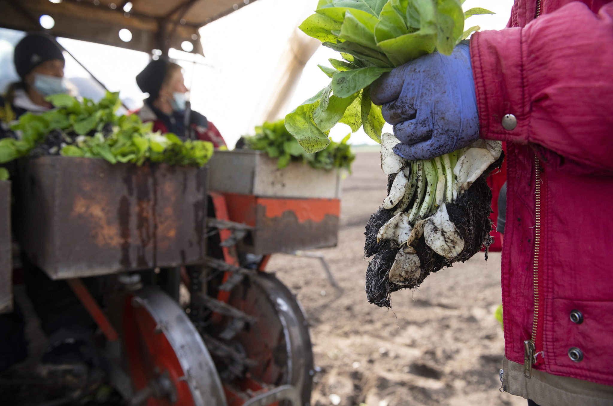 Pracownicy rolni sadzą sadzonki tytoniu typu Virginia na prywatnej farmie, fot. EPA/Attila Balazs