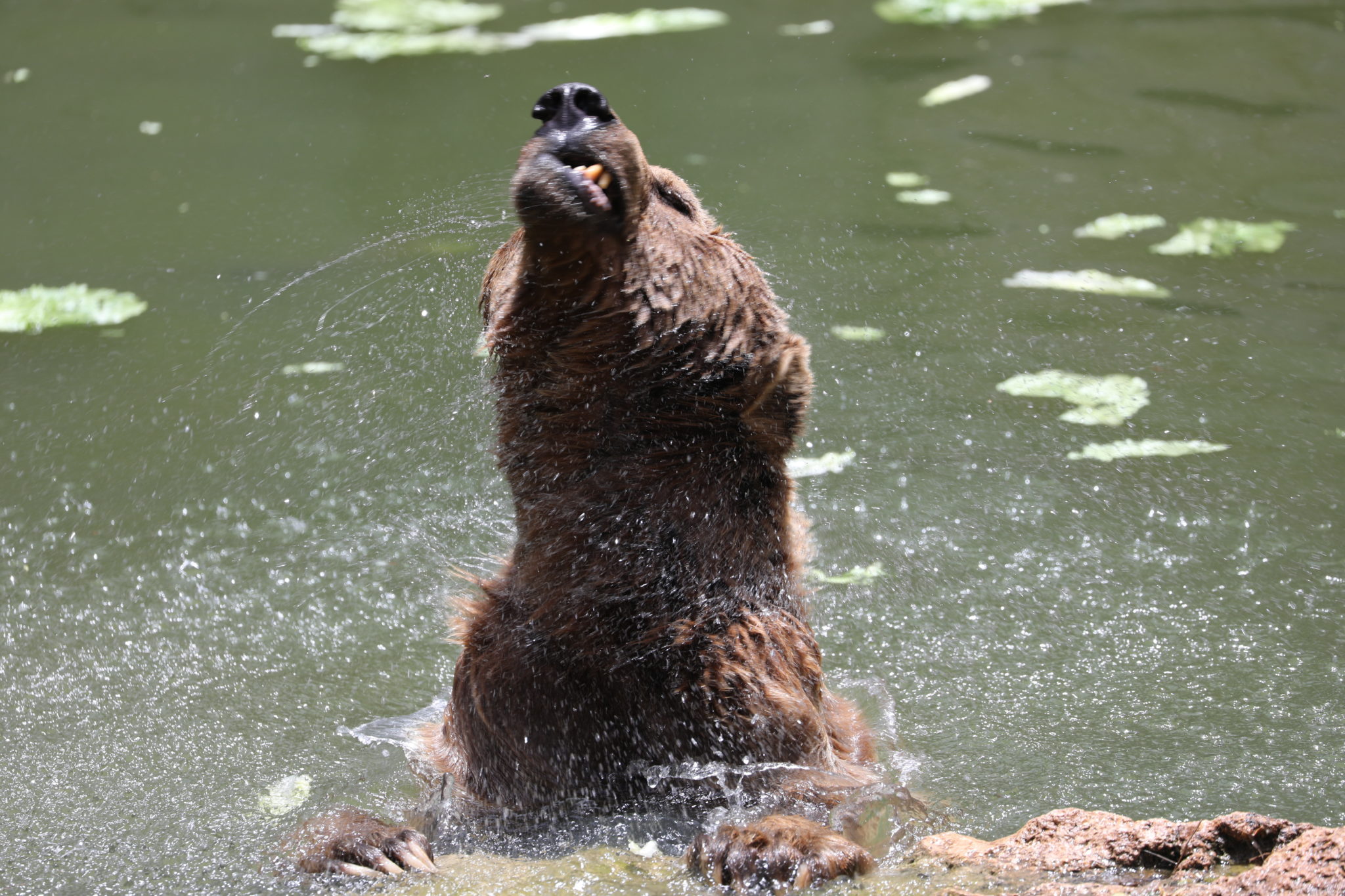Syryjski niedźwiedź brunatny chłodzi się w wodzie w upalny dzień w zoo w Jerozolimie, fot. EPA/ABIR SULTAN
