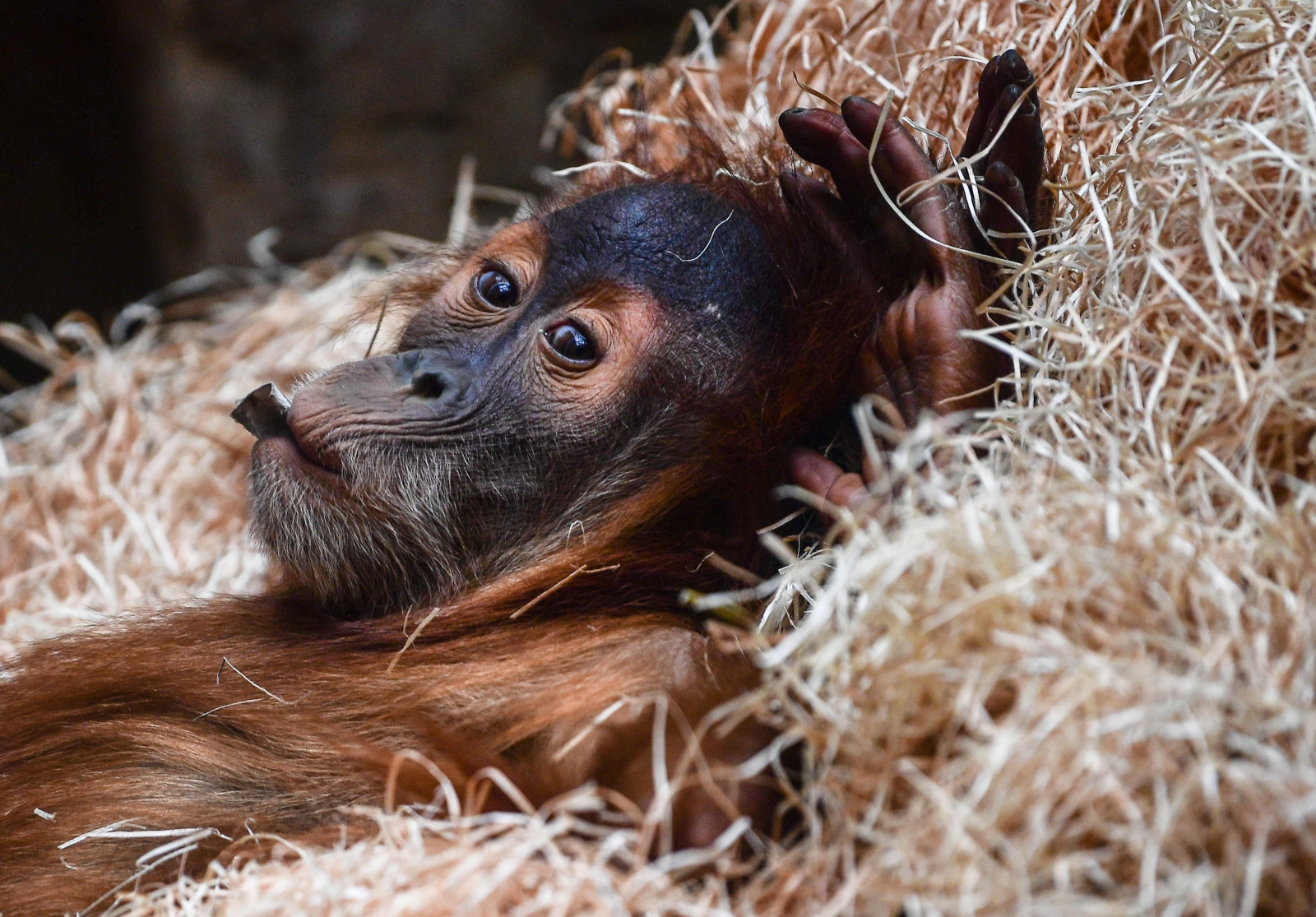 Trzyletni orangutan w ZOO w Dreźnie EPA/FILIP SINGER  