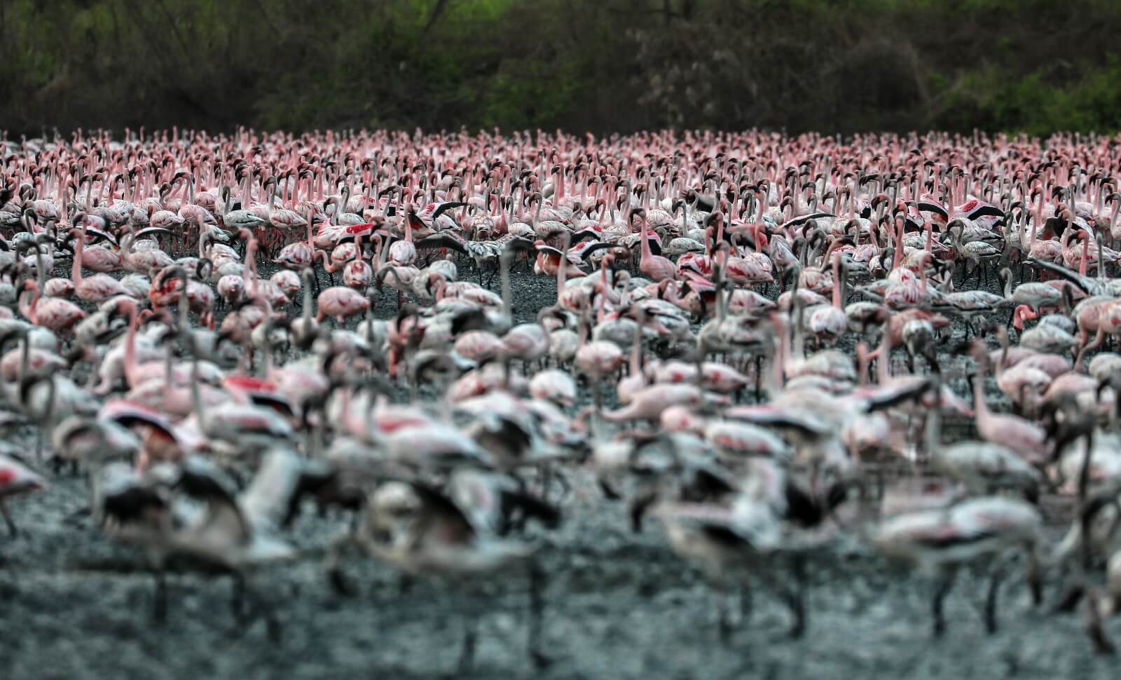 Flamingi w Bombaju fot. EPA/DIVYAKANT SOLANKI 