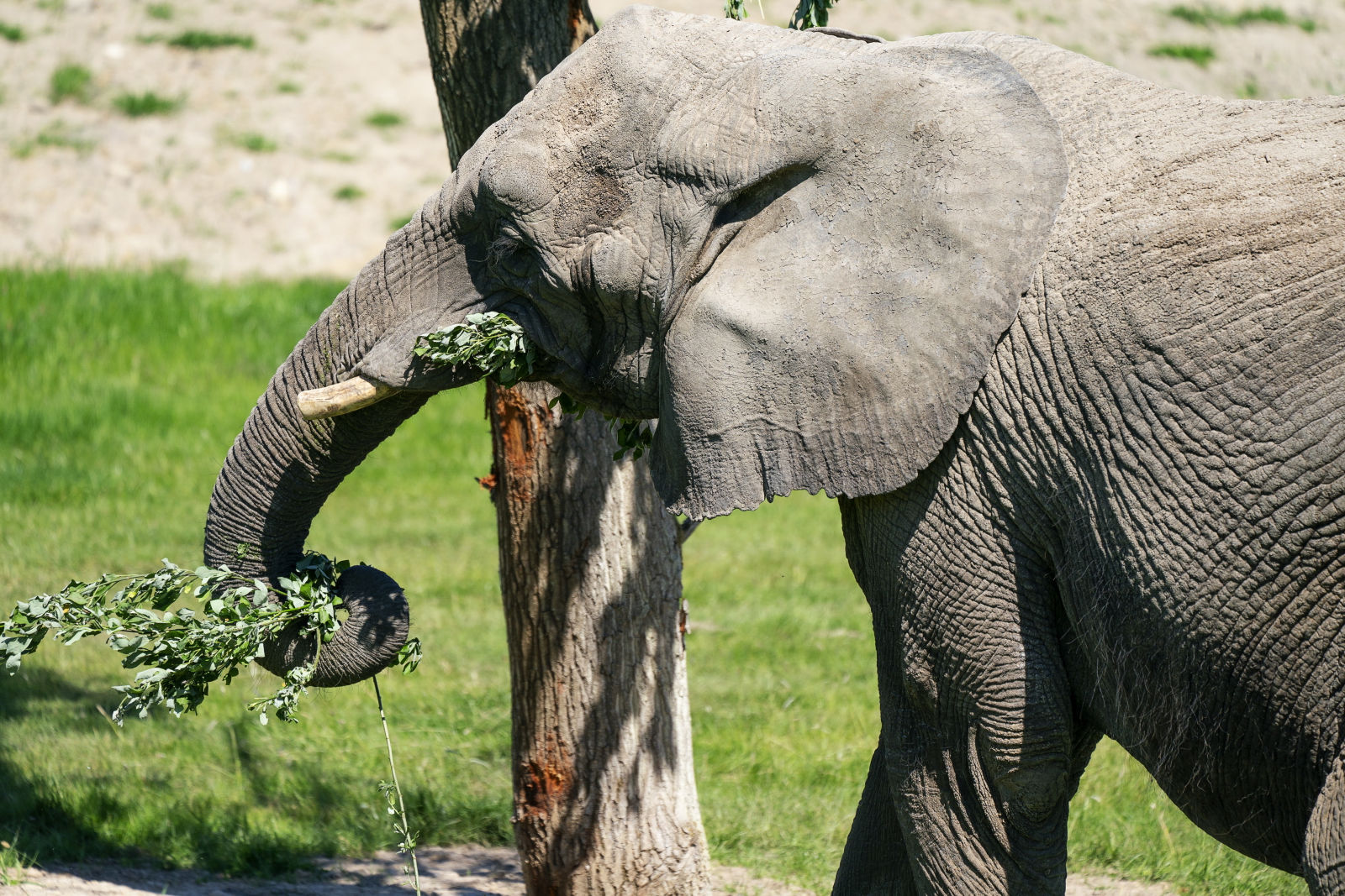 Słoń w zoo fot.  EPA/Claus Bech  DENMARK OUT 