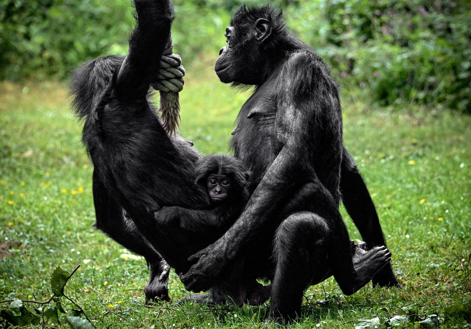 Rodzina szympansów bonobo w zoo w Kolonii w Niemczech Fot. PAP/EPA/SASCHA STEINBACH