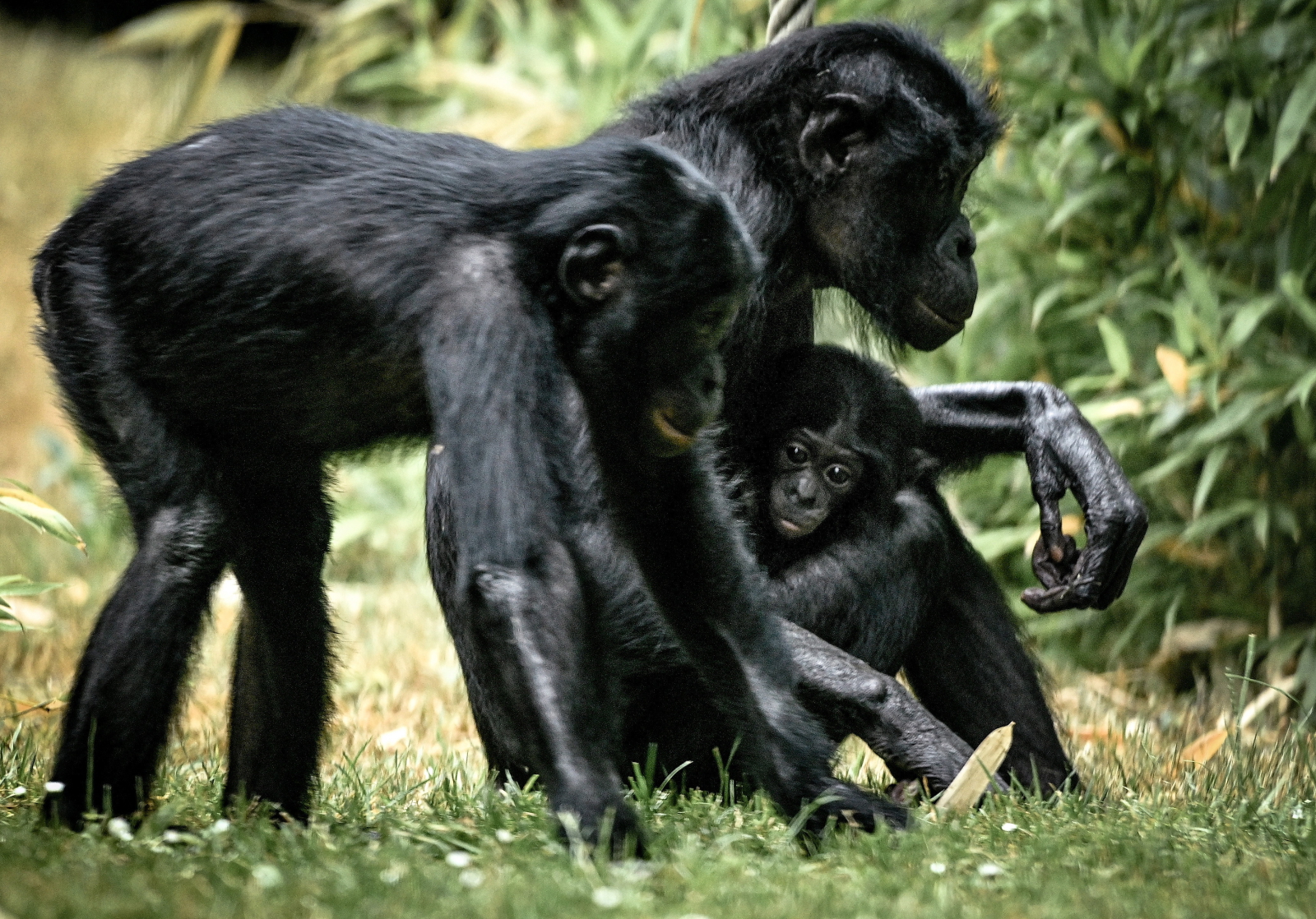 Rodzina szympansów bonobo w zoo w Kolonii w Niemczech Fot. PAP/EPA/SASCHA STEINBACH