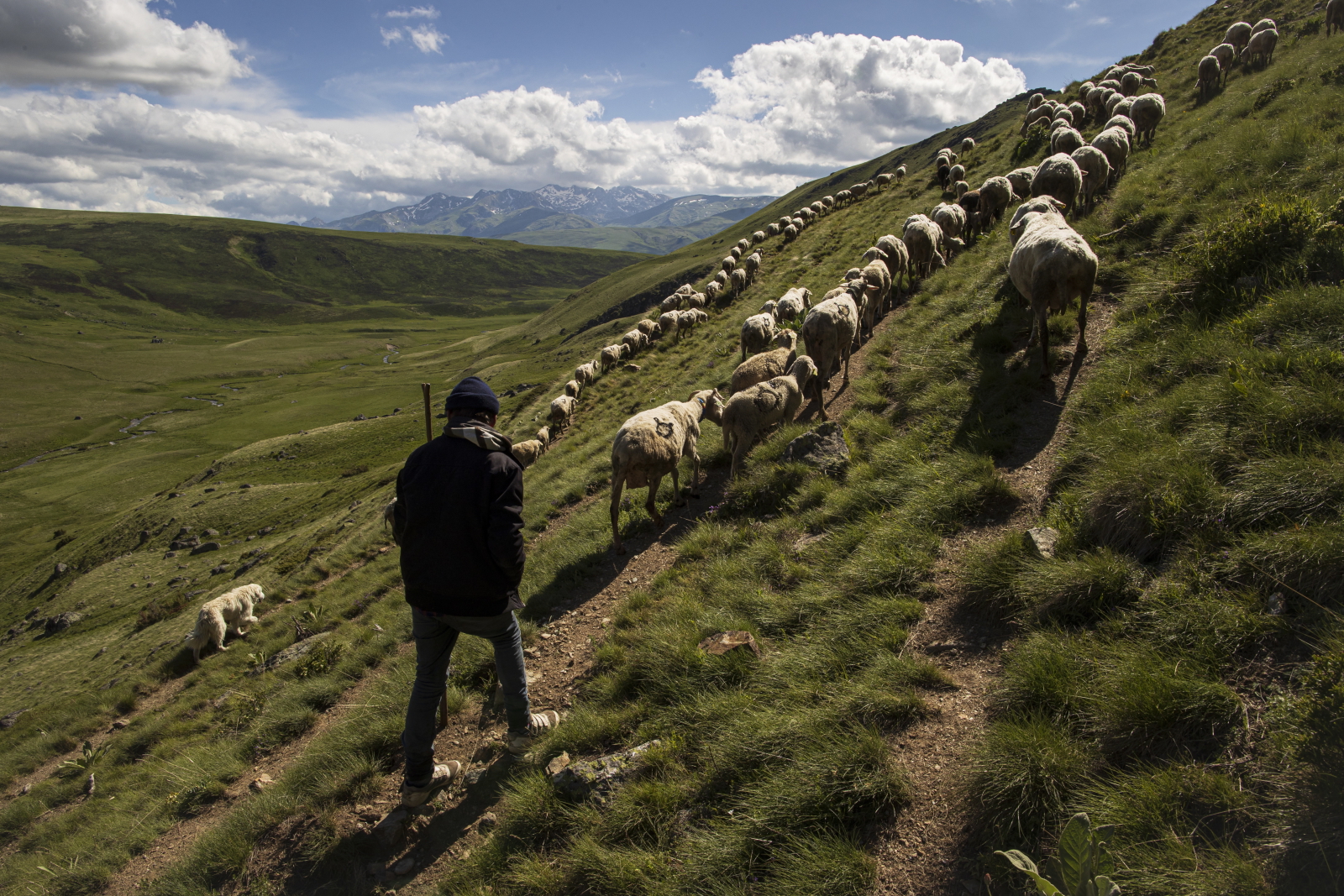 Pasterze w Kosowie EPA/VALDRIN XHEMAJ 