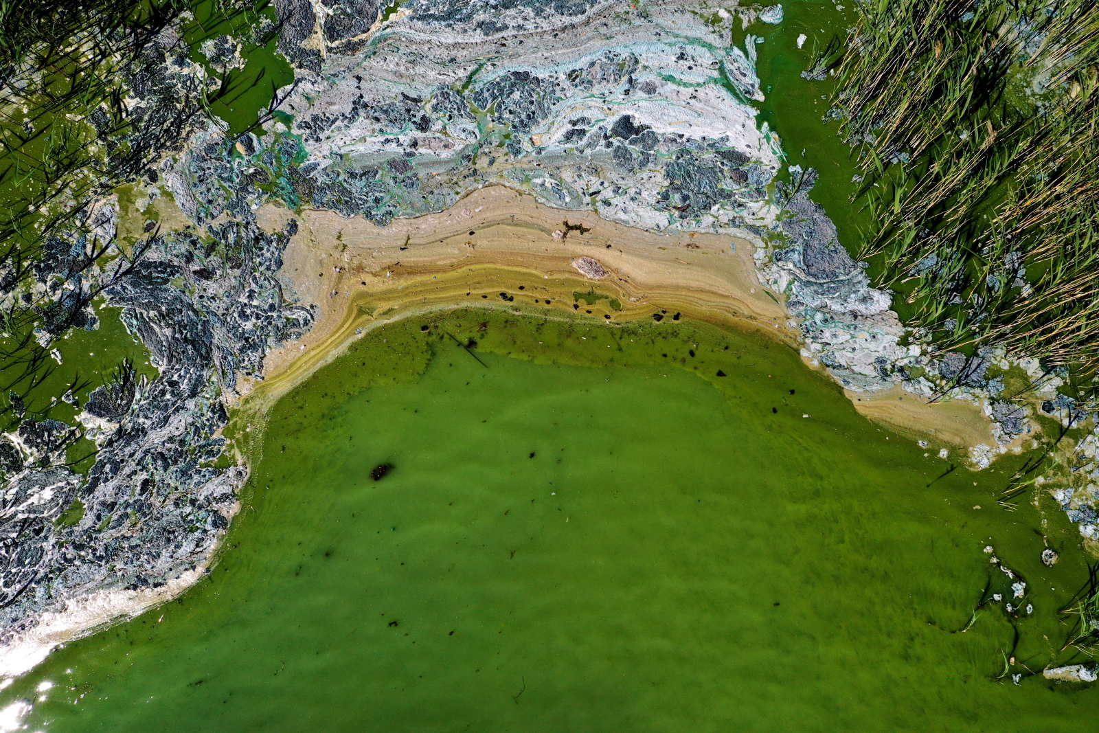 Toksyczna plaga alg u wybrzeży Szwecji na Morzu Bałtyckim fot. EPA/PONTUS LUNDAHL