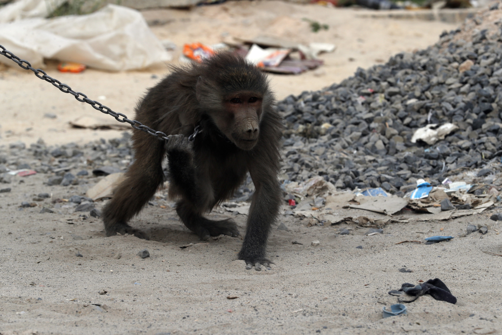 Uwięzione małpy wykorzystywane jako zabawki w Jemenie fot. EPA/YAHYA ARHAB 
