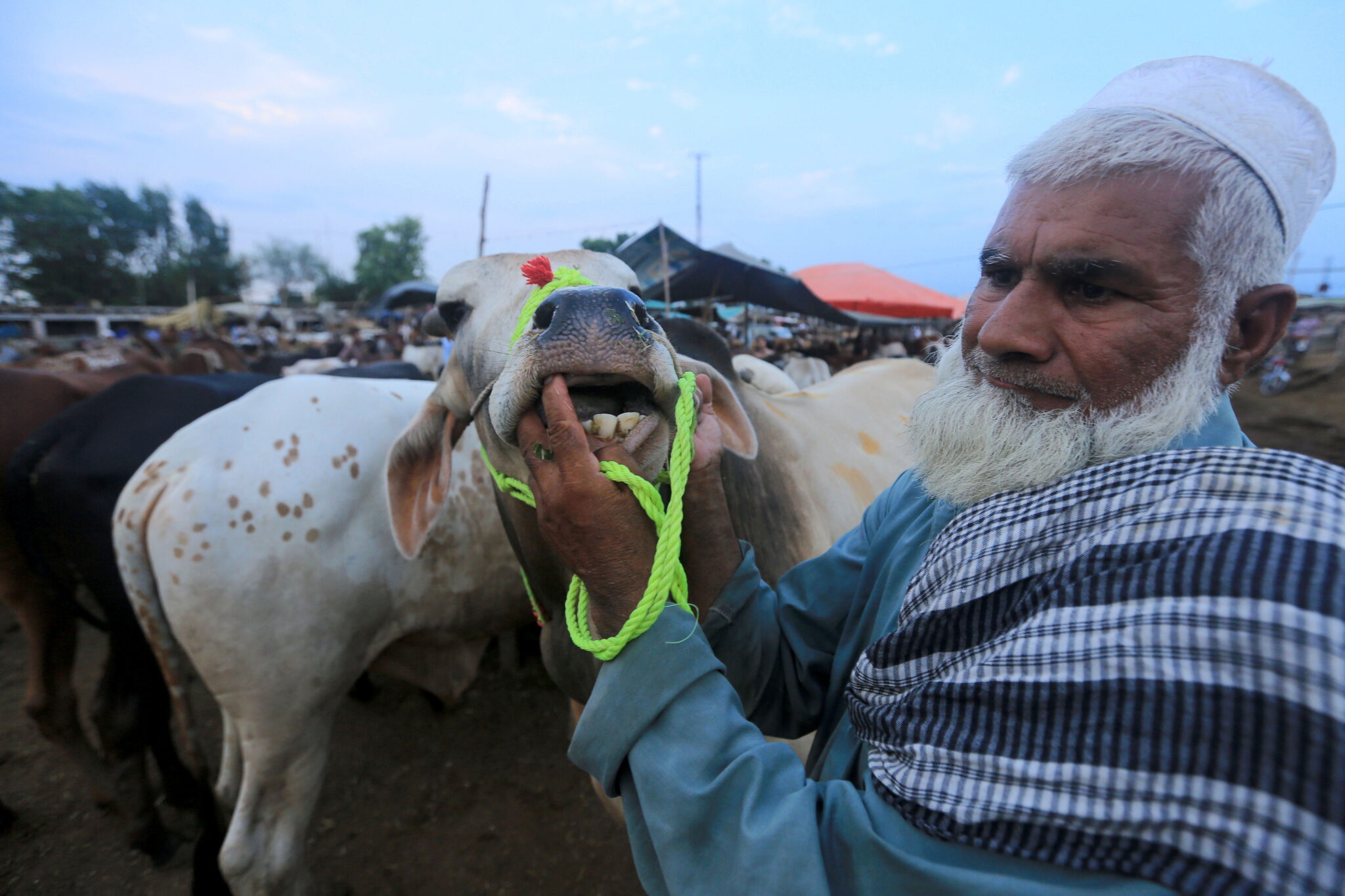 Mężczyzna sprawdza zęby zwierzęcia ofiarnego, aby ustalić jego wiek, festiwal Eid al-Adha w Peszawarze, Pakistan, fot. EPA / ARSHAD ARBAB 