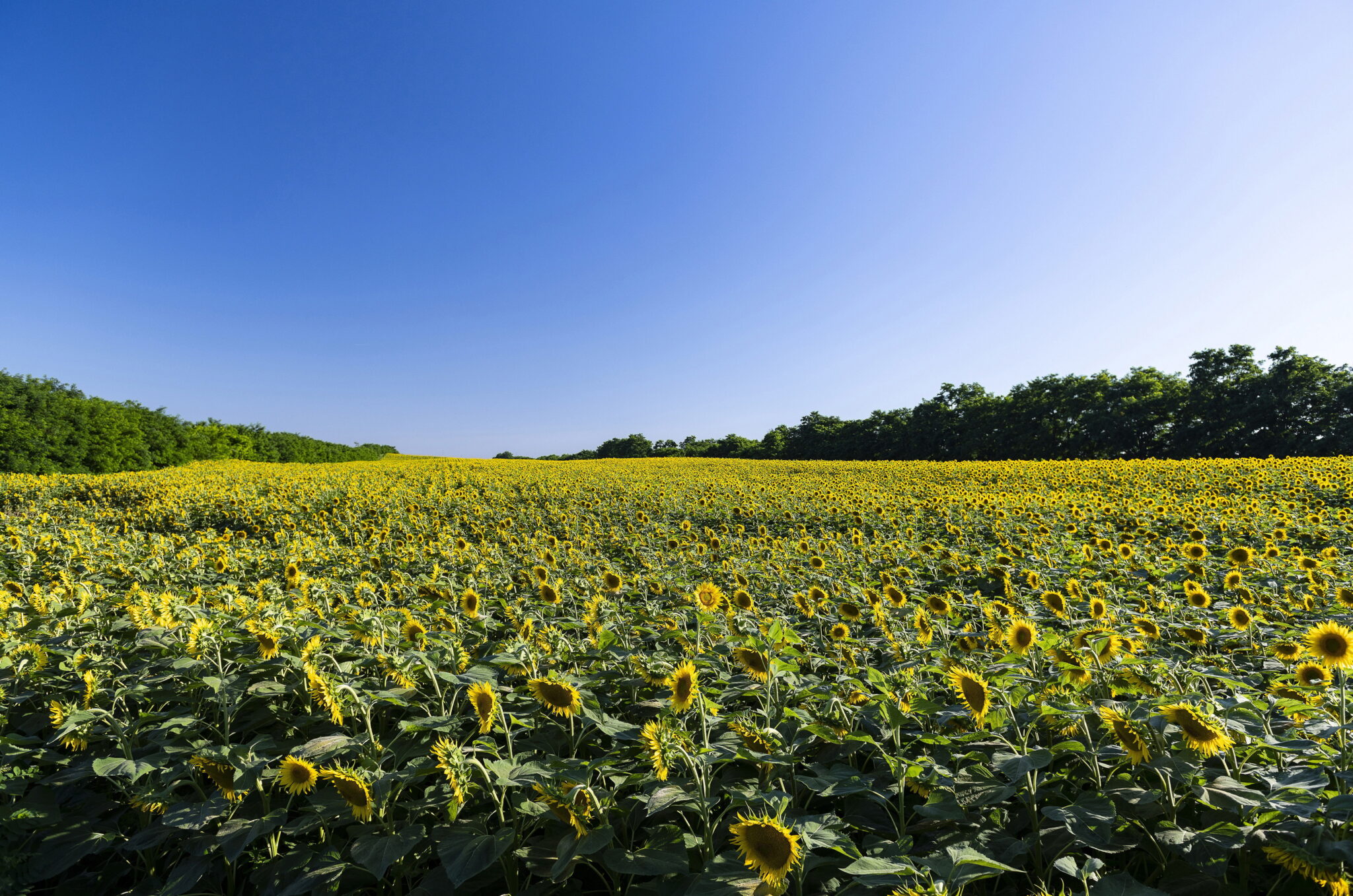 Węgry: kwitnące słoneczniki, fot. EPA / ATTILA BALAZS