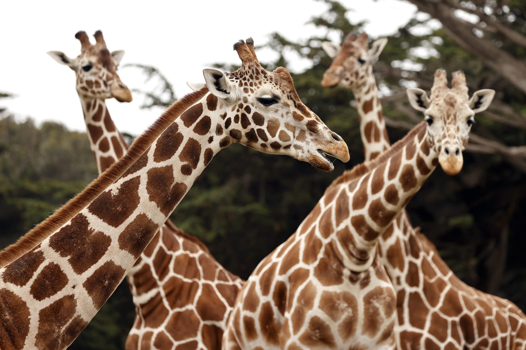 USA: Żyrafy z zoo w San Francisco. fot. EPA/JOHN G. MABANGLO 