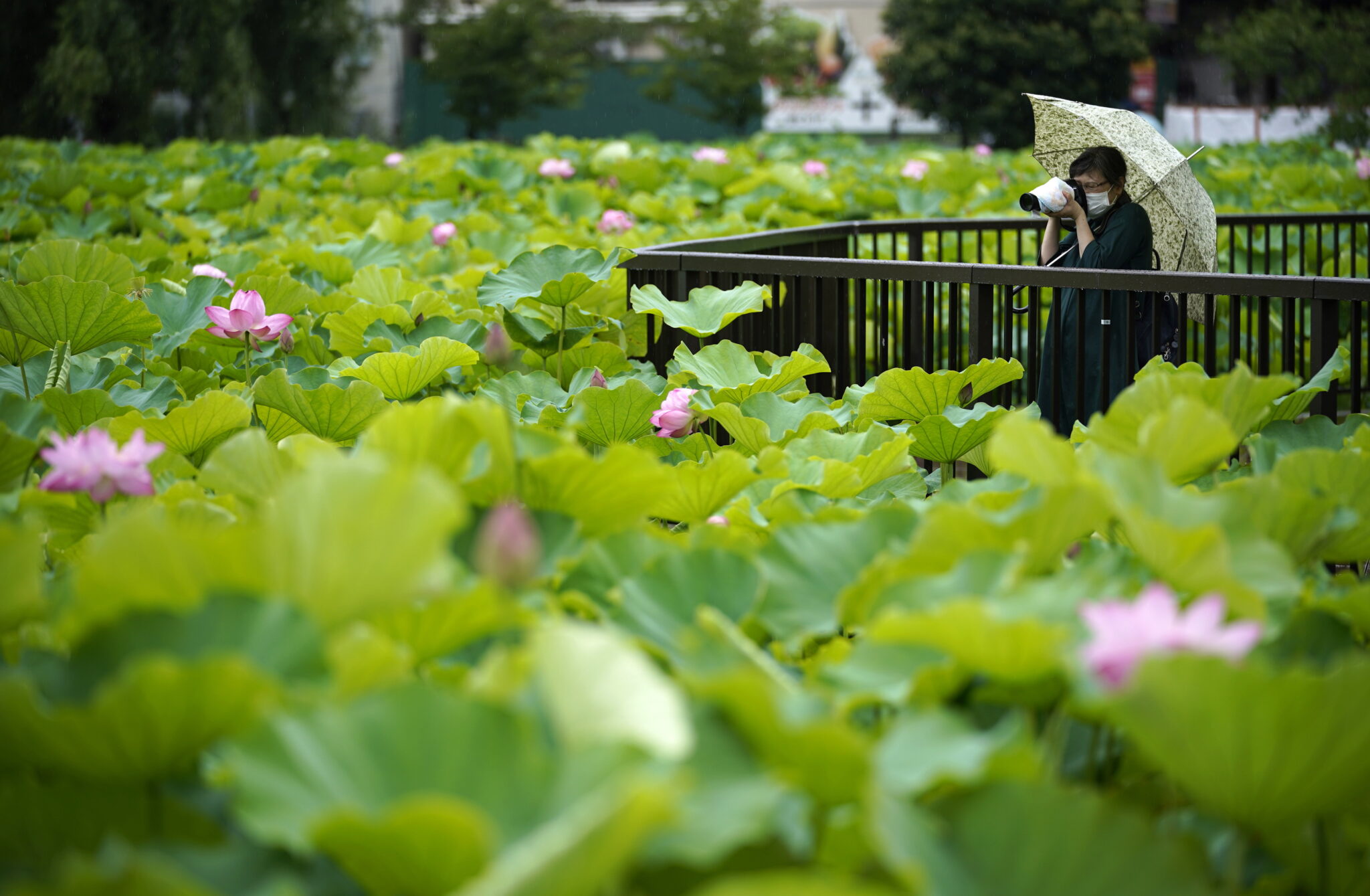 Japonia: piękny ogród w centrum miasta. fot.  EPA/FRANCK ROBICHON 