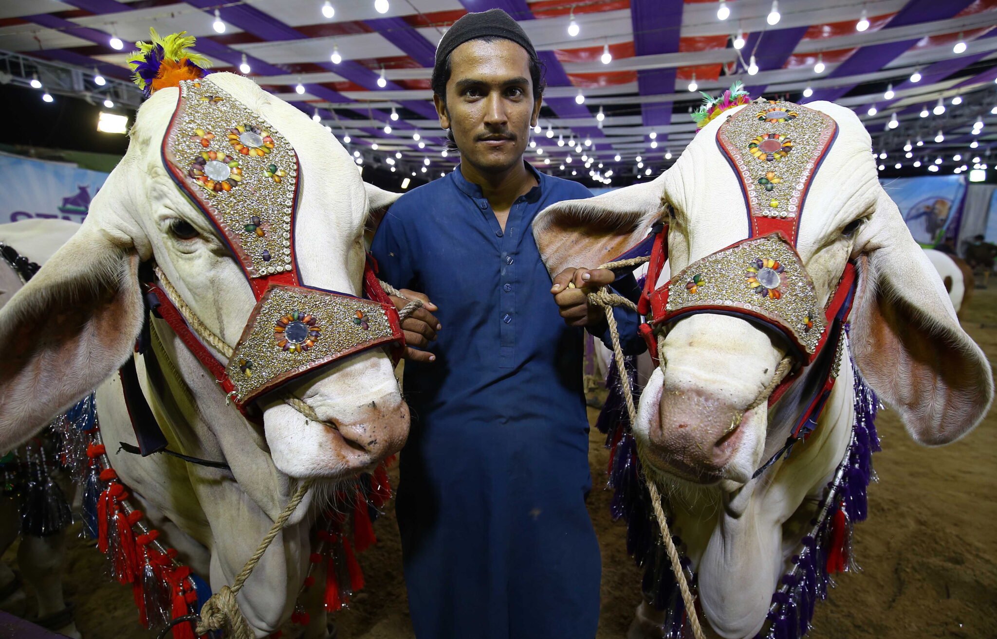 Poświęcone zwierzęta podczas muzułmańskiego festiwalu Eid al-Adha w Pakistanie. fot. EPA/SHAHZAIB AKBER 