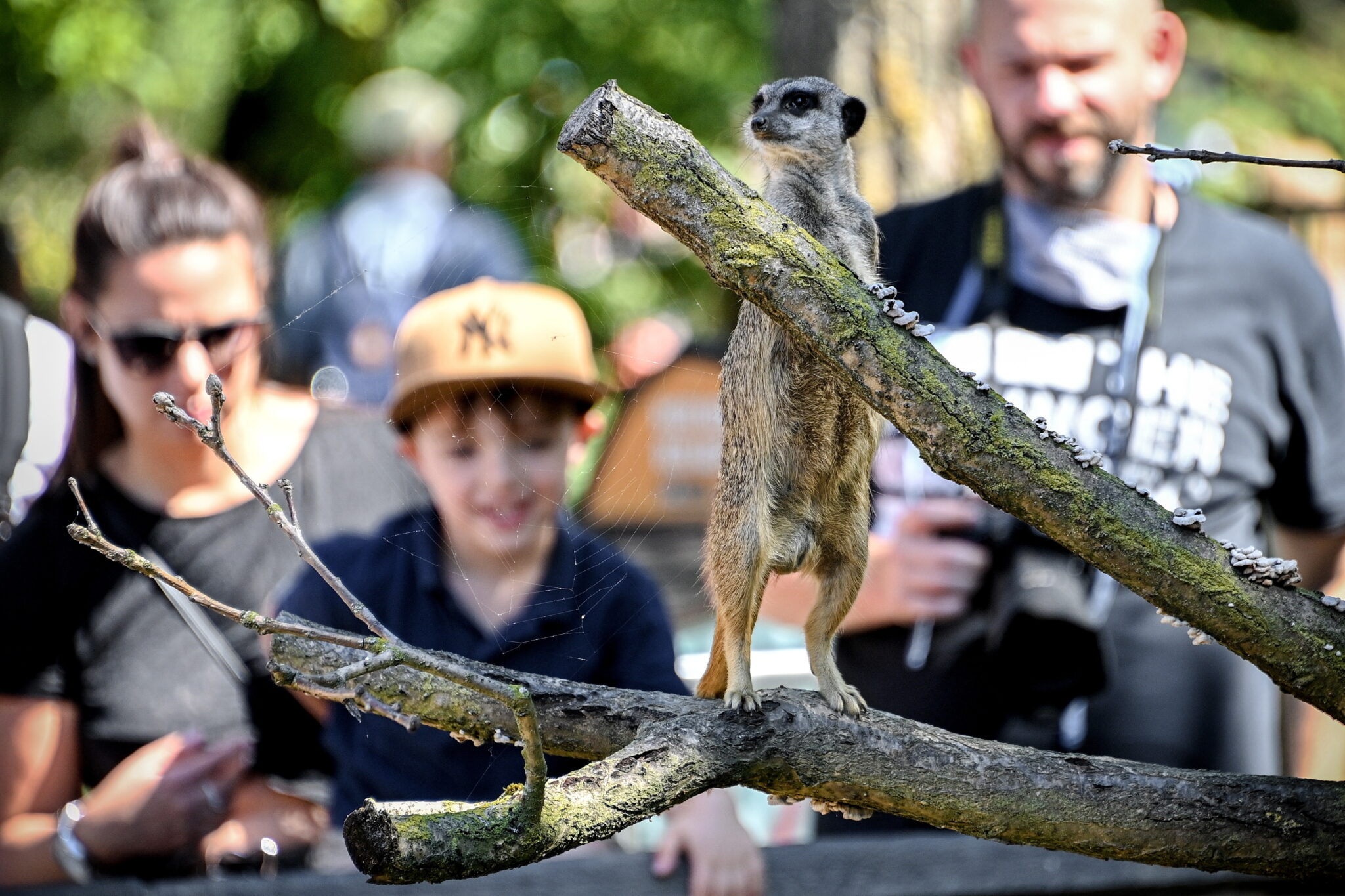 Surykatki - urocze mieszkanki Zoo w Kolonii. fot. EPA/SASCHA STEINBACH 
