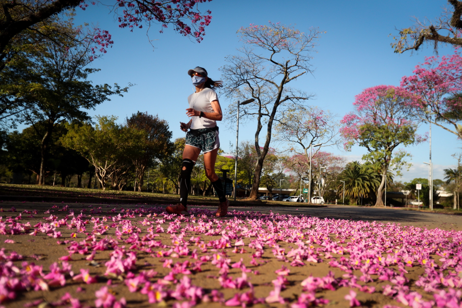 Kwitnące kwiaty z Sao Paolo fot. EPA/Fernando Bizerra
