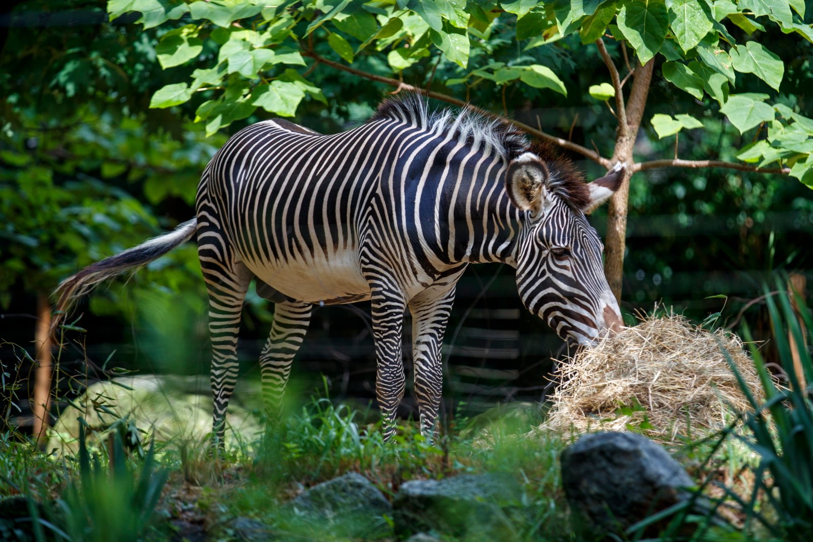 Młoda zebra w zoo fot. EPA/SHAWN THEW 