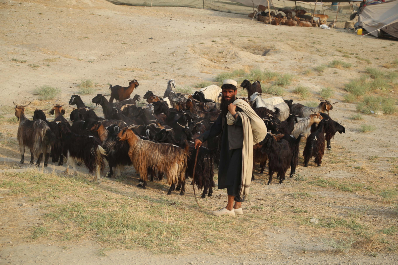 Przygotowania do Eid Al-Adha w Afganistanie fot. EPA/GHULAMULLAH HABIBI 
